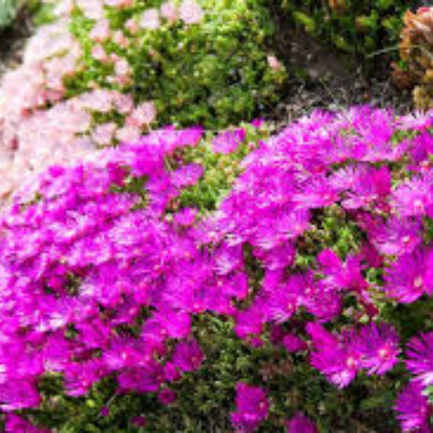 Live Ice Plant Cuttings – Delosperma Coastal Pig Face Succulent – 6 Pack, Drought-Tolerant, Easy Care, Succulent Plant for Gardens