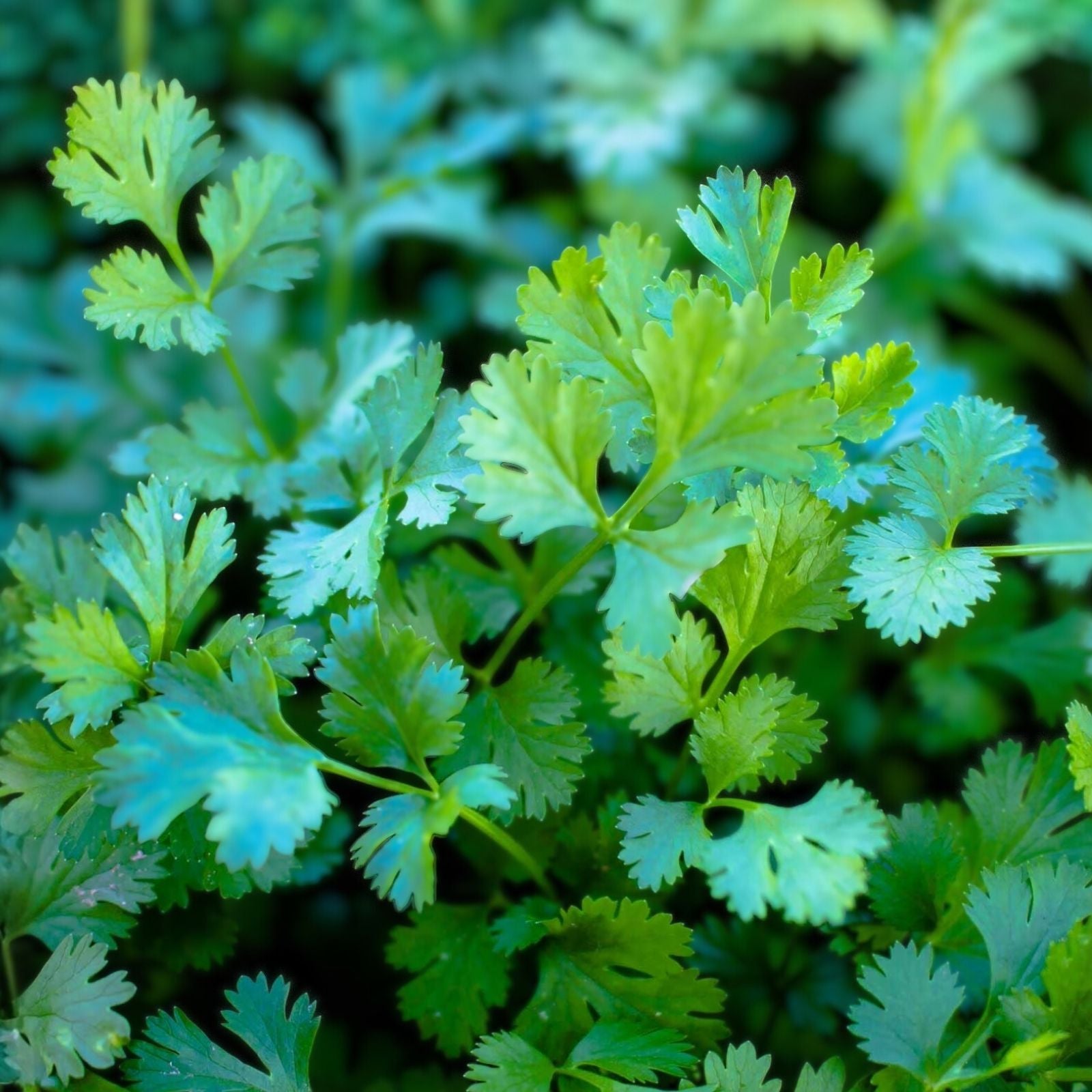 Cilantro Seeds 50 Pack - Slow Bolt Heirloom Non-GMO Culinary Herb - Coriandrum sativum