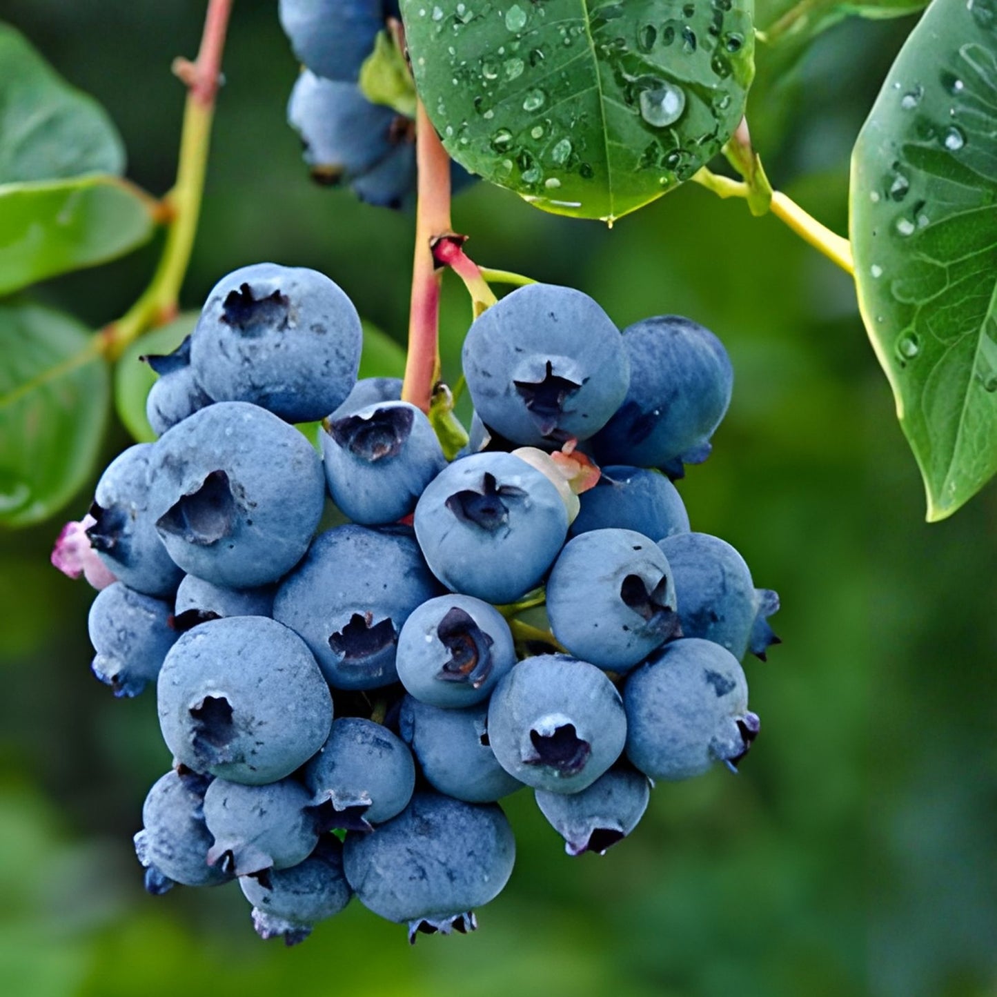 Blueberry Seeds Bulk Non-GMO Fruit Seeds 200 750 3200 Seeds Vaccinium corymbosum