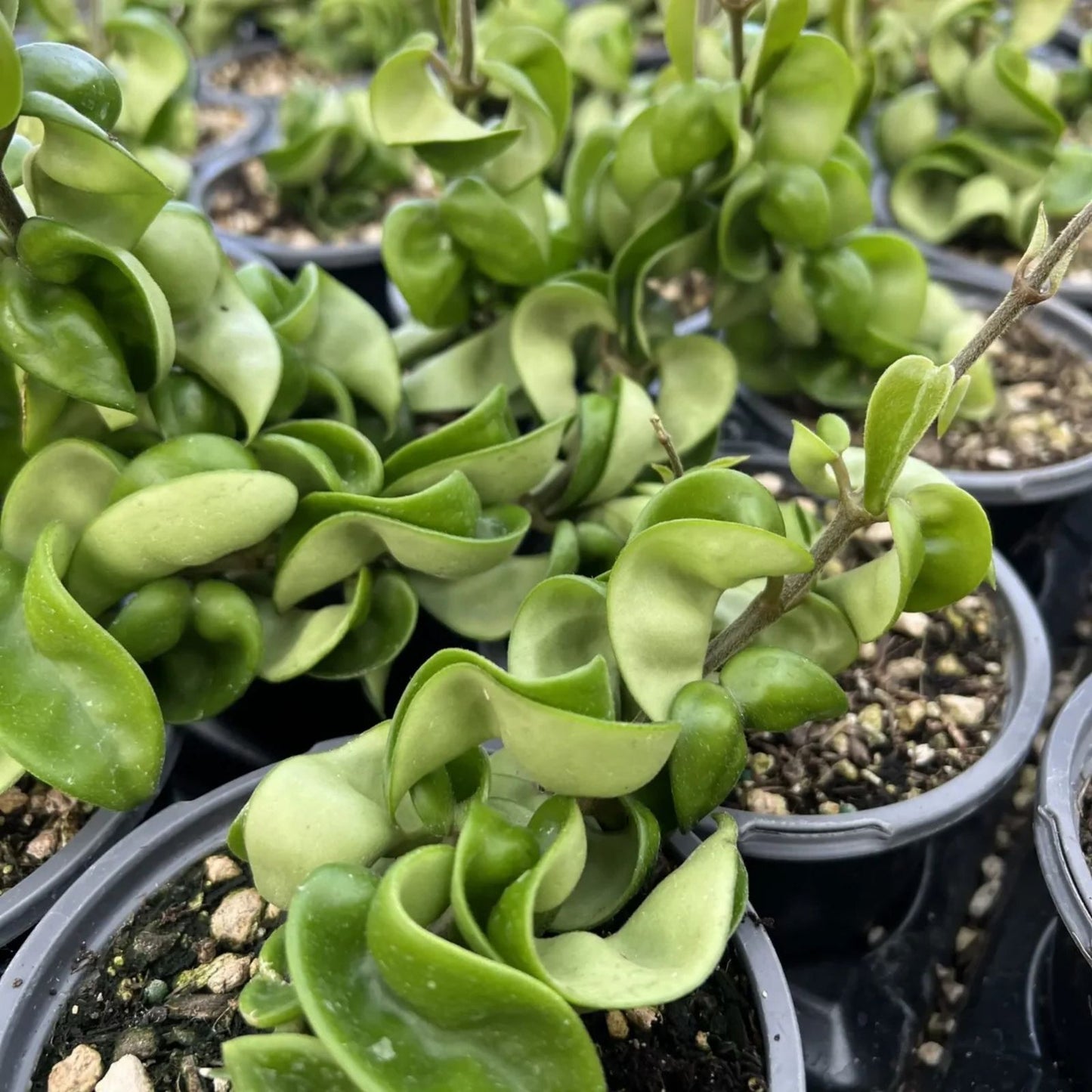Hoya Hindu Rope Plant Cutting - Wax Plant, Hoya carnosa var. compacta, Indoor Houseplant, Succulent Greenery