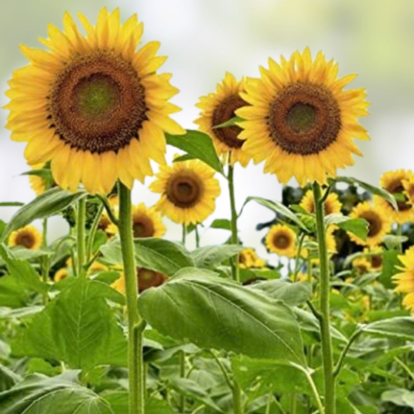 Mammoth Sunflower Seeds for Planting | 100+ Giant Yellow Sunflowers | Helianthus annuus Seed Pack