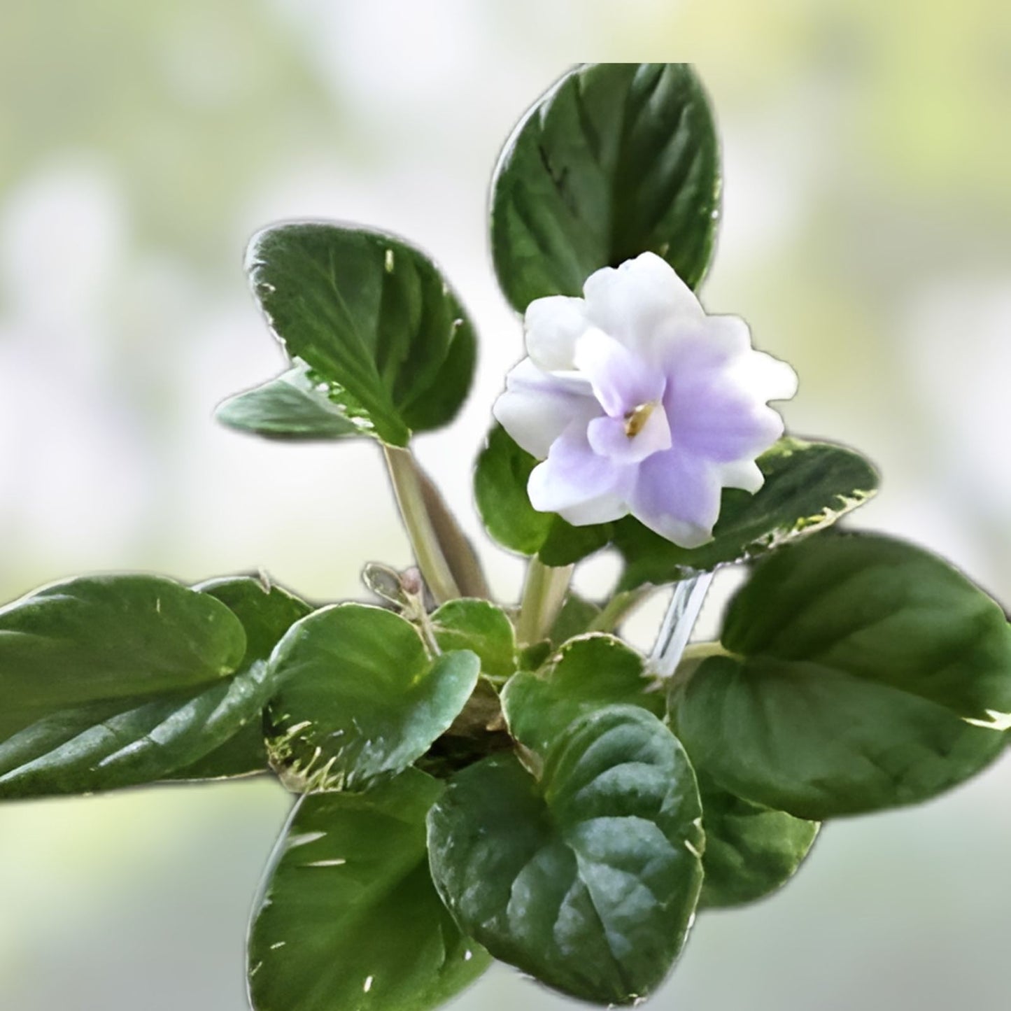 African Violet Leaves 2 Pack - Hunter's Blue Northern Saintpaulia ionantha - Live Plant Cuttings for Propagation