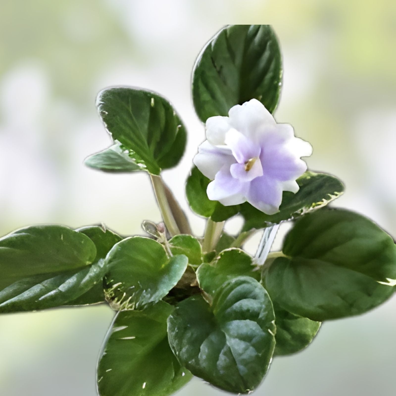 African Violet Leaves 2 Pack - Hunter's Blue Northern Saintpaulia ionantha - Live Plant Cuttings for Propagation
