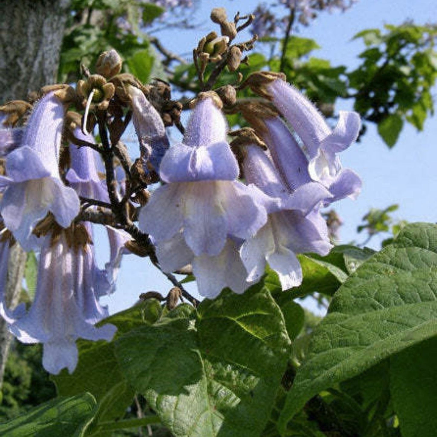 Royal Empress Tree Seeds - 100+ Purple Flowers, Fast Growing Paulownia tomentosa Seeds for Gardening and Landscaping