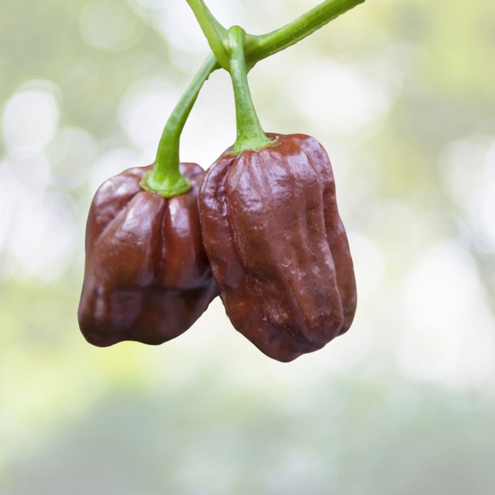 Chocolate Habanero Seeds - 40 Pack - Spicy Pepper Variety - Capsicum chinense - Free US Shipping