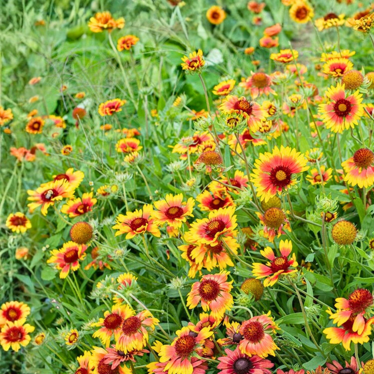 Golden Joy Blanket Flower Seeds 200 Non-GMO Vibrant Yellow Blooms Gaillardia aristata Garden Plant