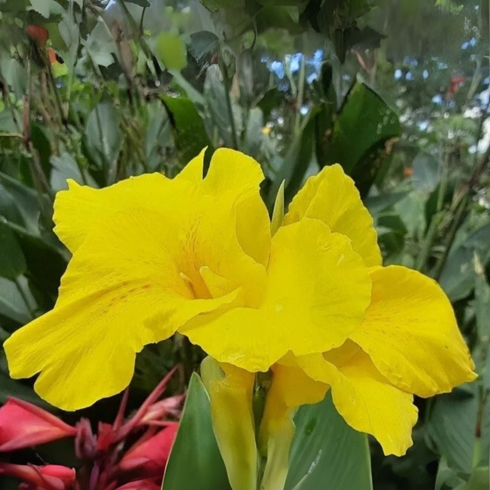 Canna Lily Bulbs 3 Count - Banana Punch - Colorful Flowering Plant (Canna indica)