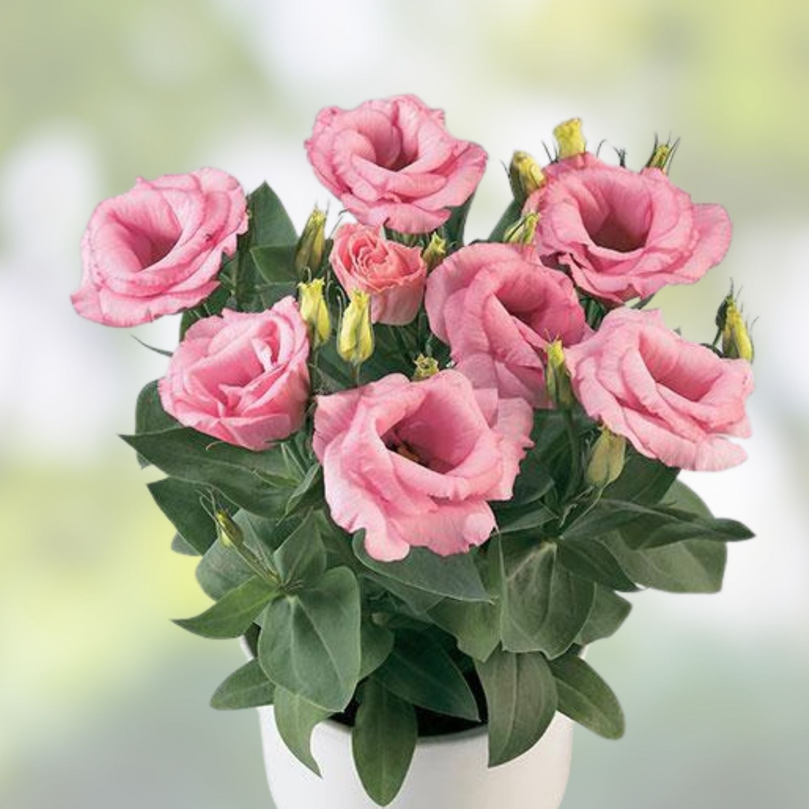 Pink Lisianthus Flower Seeds - 20 Improved Eustoma grandiflorum Seeds for Garden and Floral Arrangements, Easy to Grow