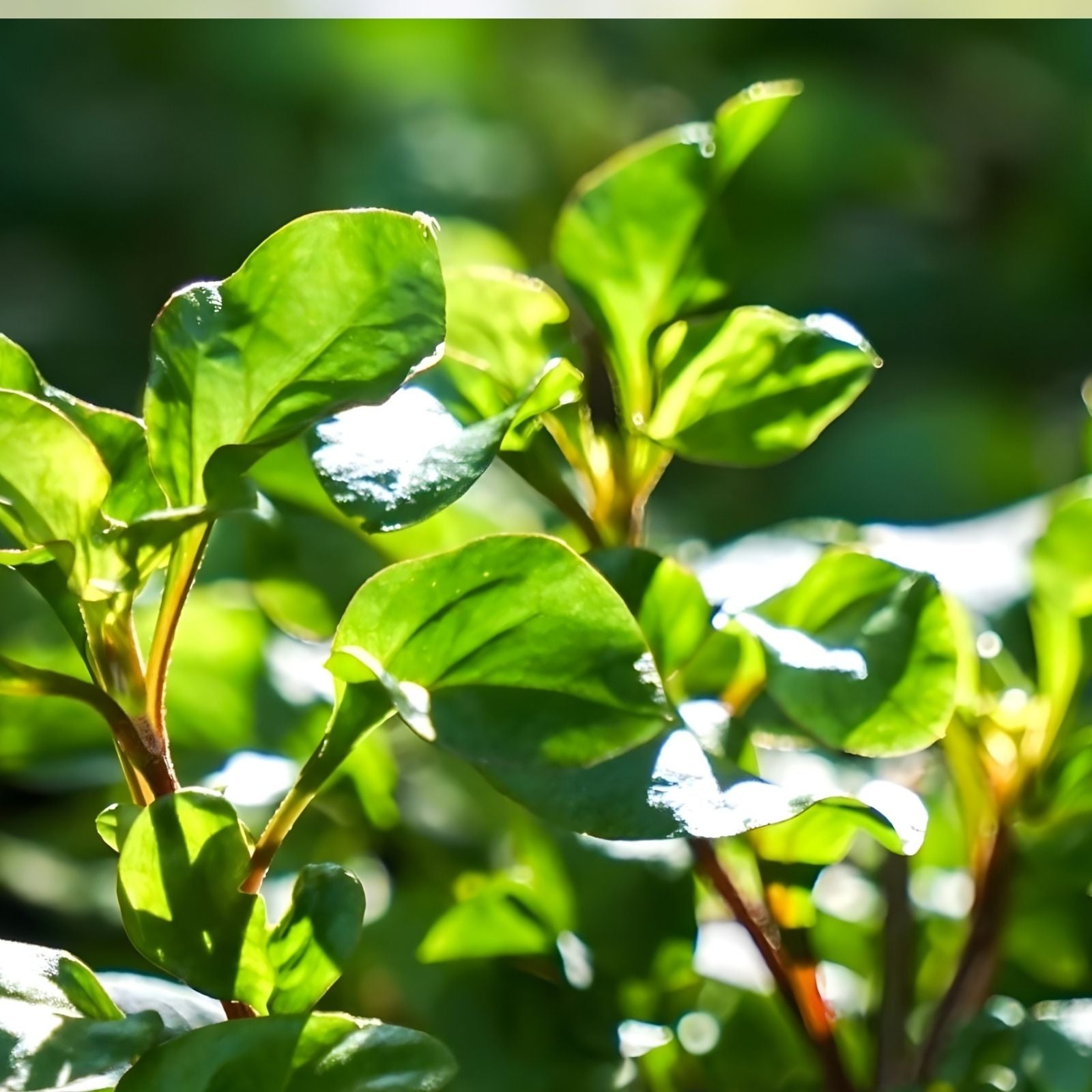 Live Watercress Cuttings - 15 Rooted Edible Vegetables - Fresh Nasturtium officinale Plantlets for Cooking and Salads