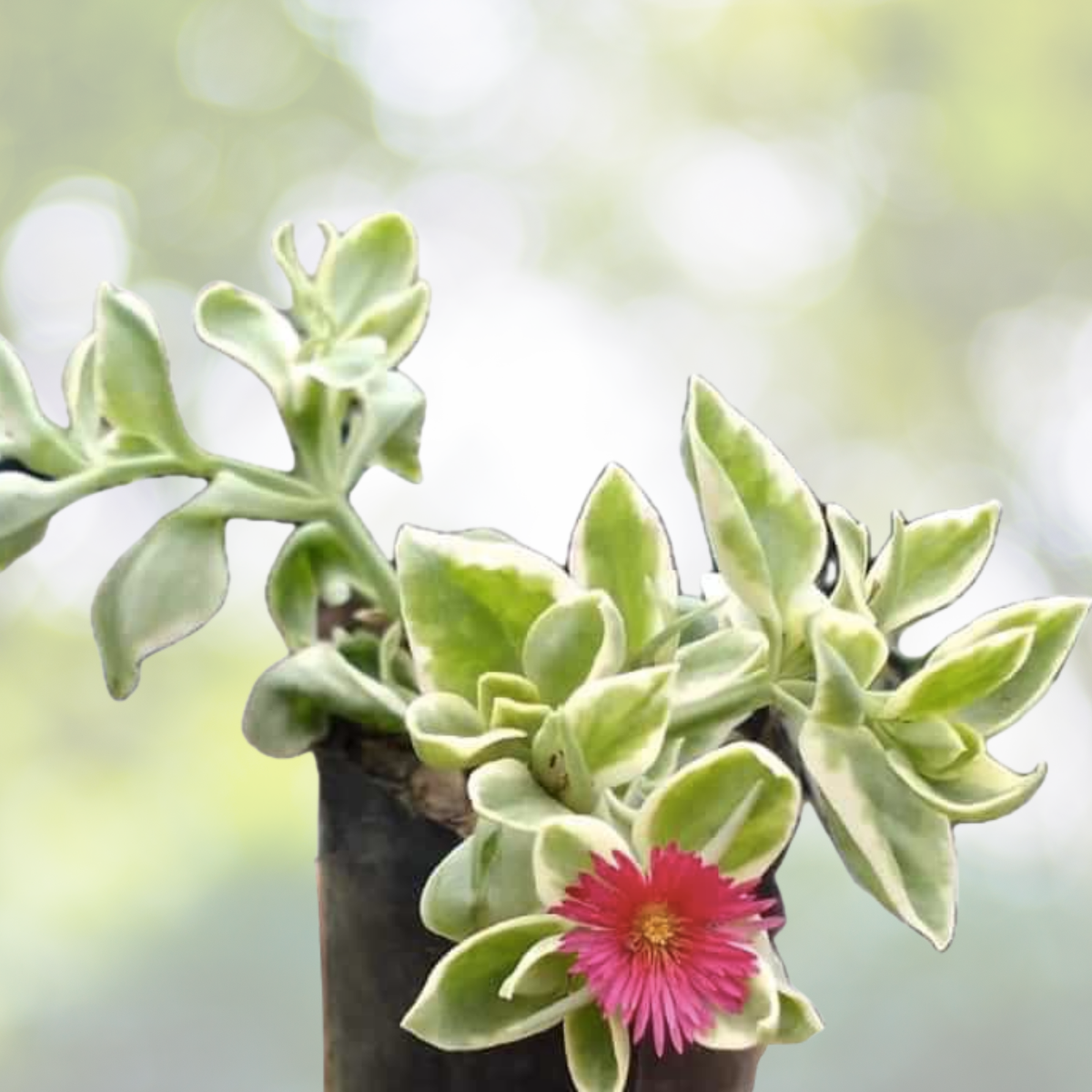 Aptenia Cordifolia Cuttings 5"-7" Purple Pink Baby Sun Rose Succulent 10 Pack - Ideal for Gardening and Plant Enthusiasts