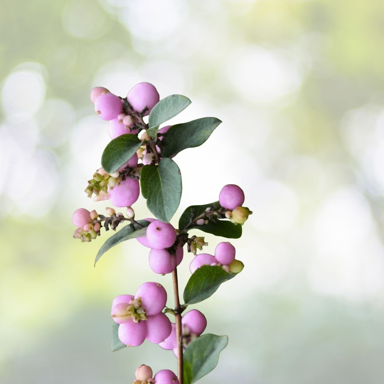 Coralberry Seeds - 40+ Seeds - Symphoricarpos orbiculatus - Native Plant - Free Shipping - US Seller