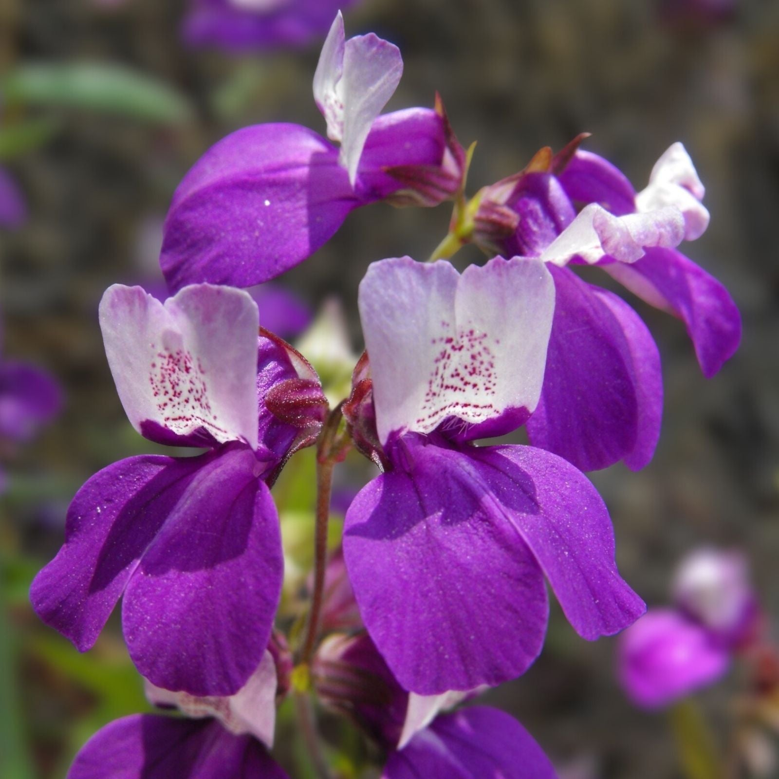Chinese Houses Seeds - 25+ Collinsia heterophylla Garden Flower Seeds - Delicate Blooms - Unique Garden Flower Seeds