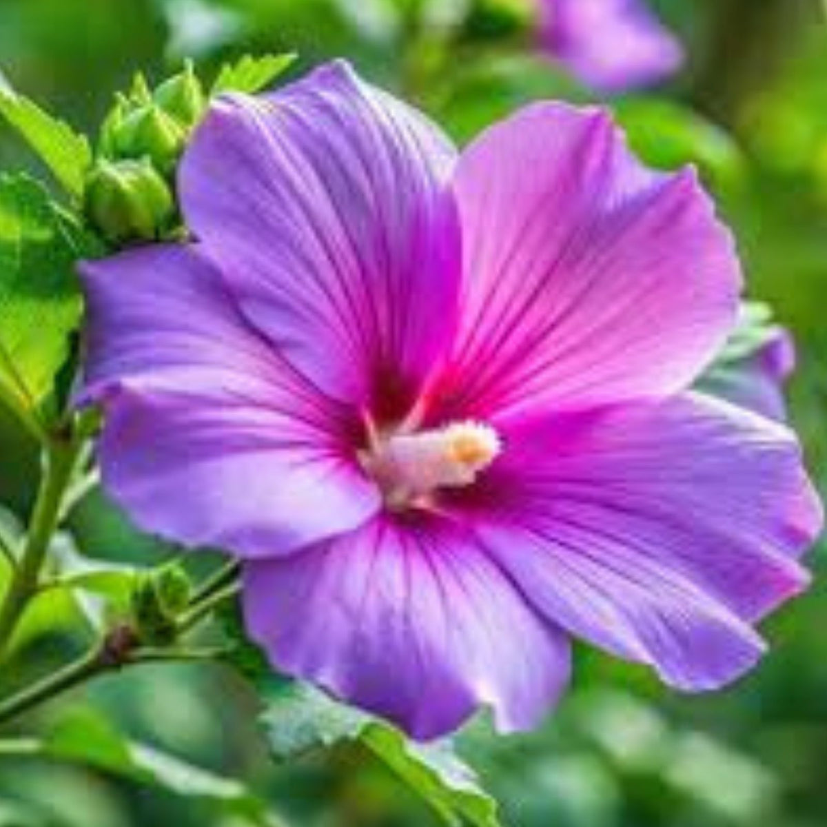 Purple Hibiscus Plant Seedling - Vibrant Purple Flowers - Hibiscus sabdariffa - Rooted Plant for Garden or Patio