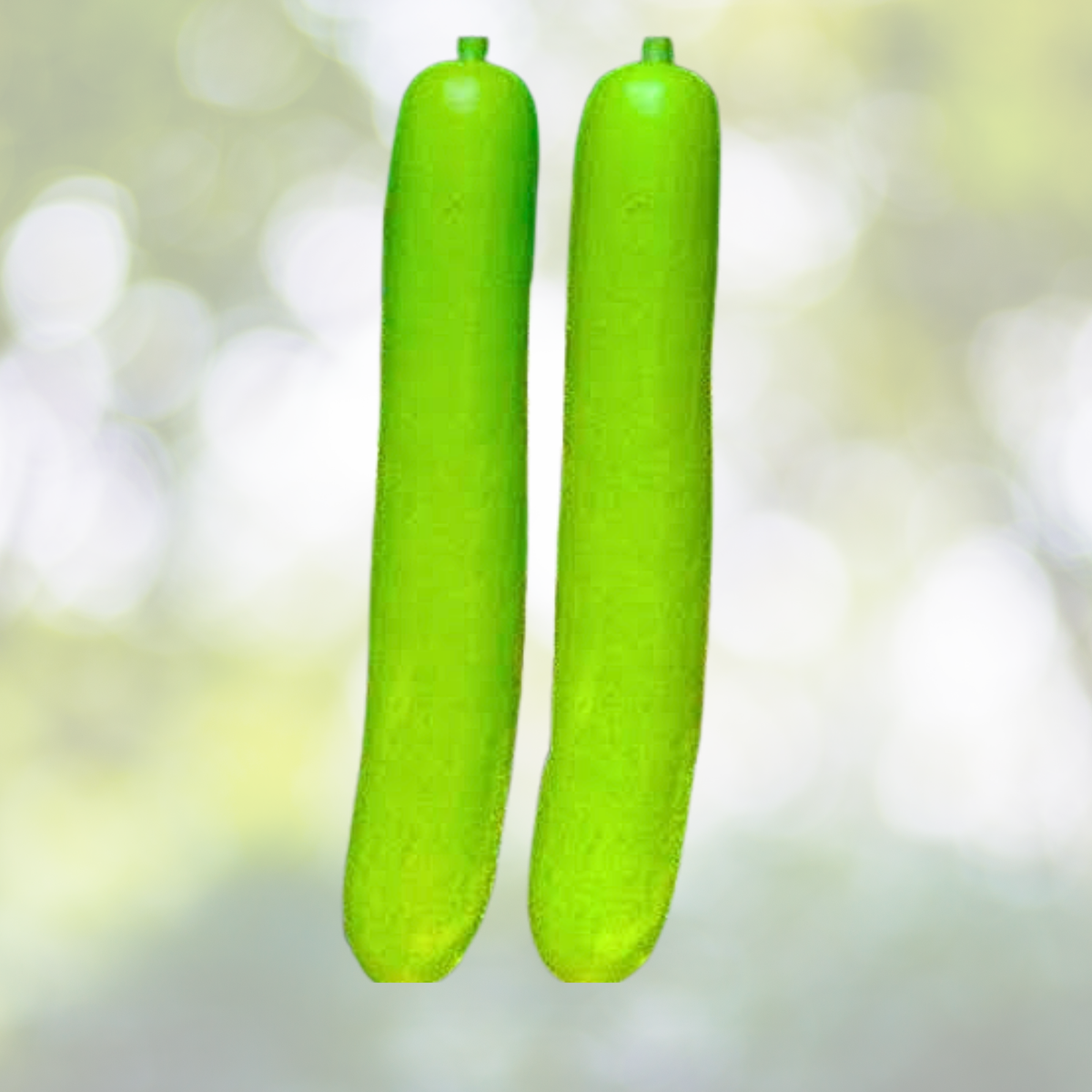 Long Bottle Gourd Seeds - 35pcs Non-GMO Calabash Gourd Seeds for Planting - Lagenaria siceraria
