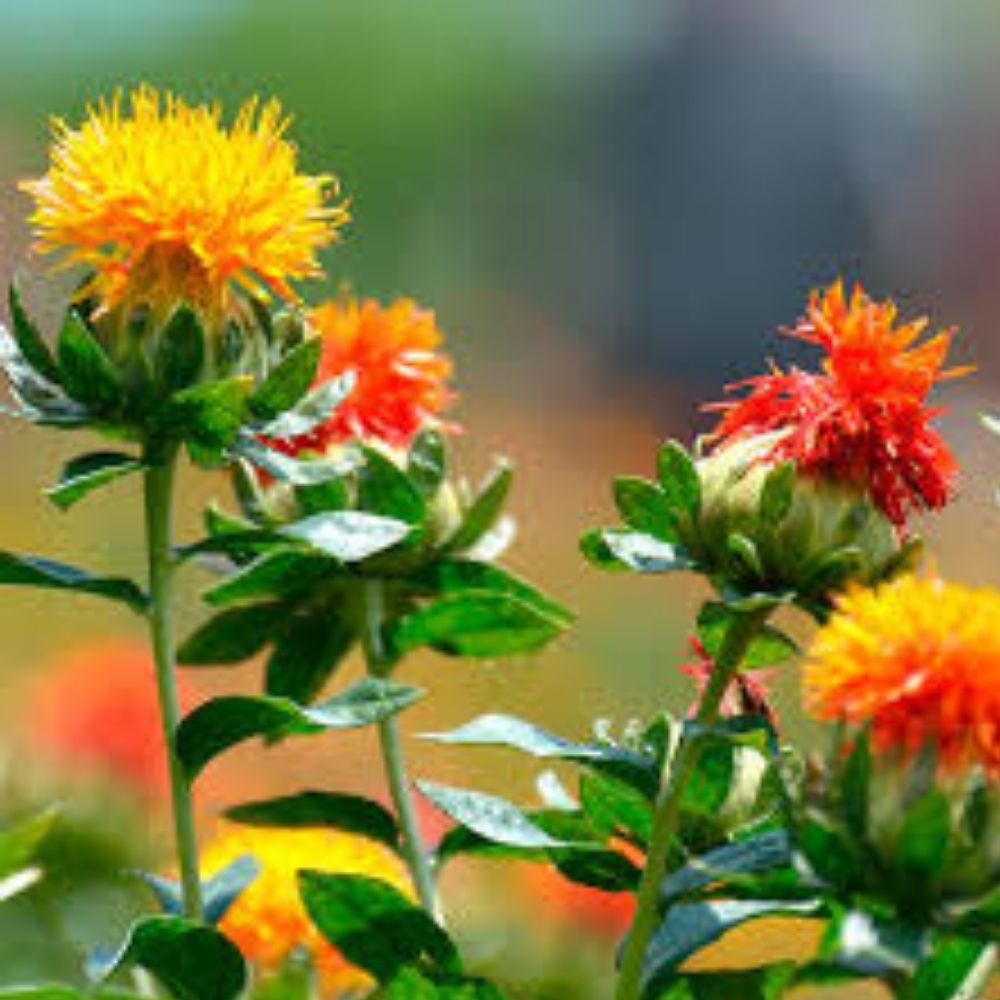 Organic Zanzibar Carthamus Seeds 20 Pack USA Grown Safflower Carthamus tinctorius