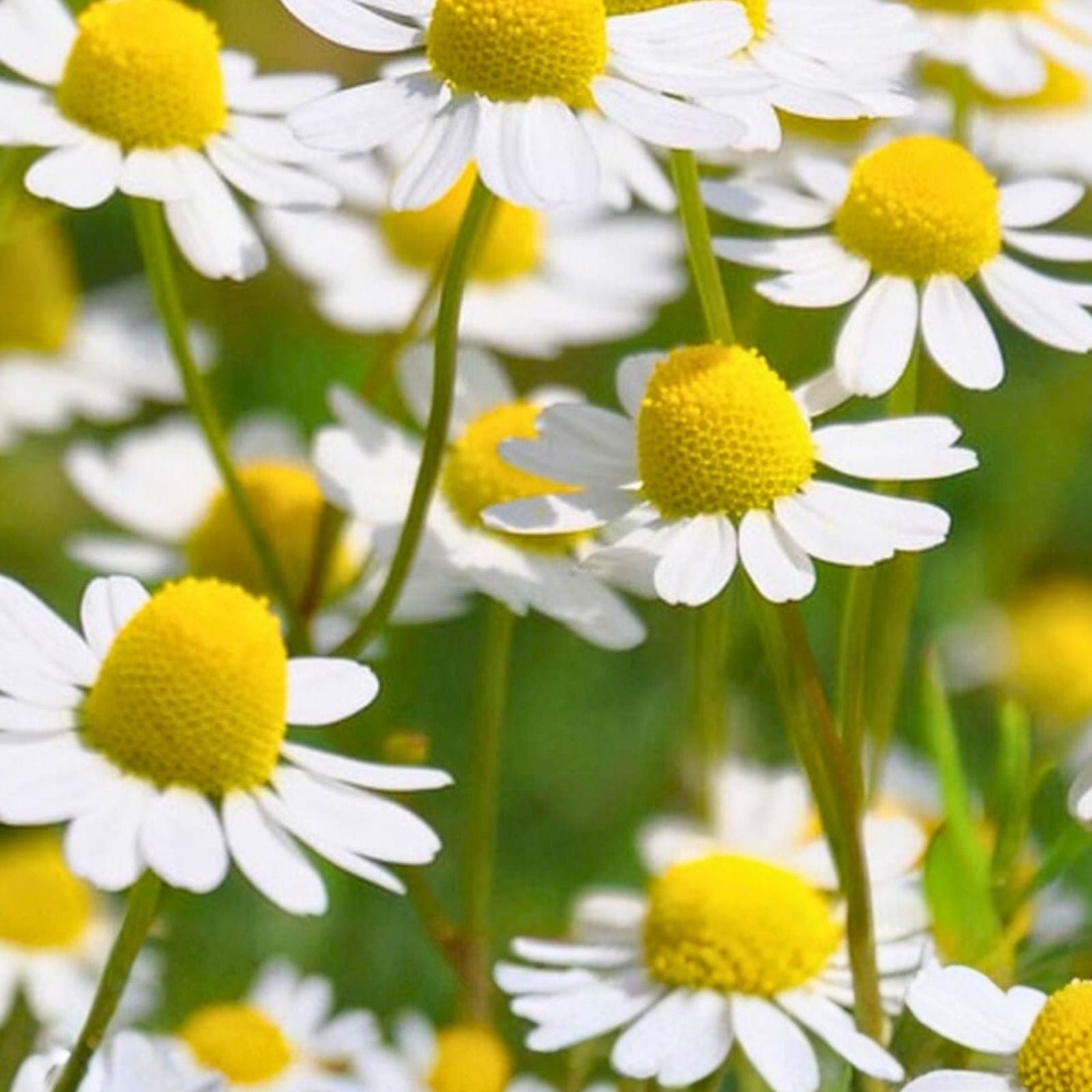 German Chamomile Seeds 100+ Heirloom Non-GMO Matricaria chamomilla Medicinal Herb Tea Plant Organic Gardening