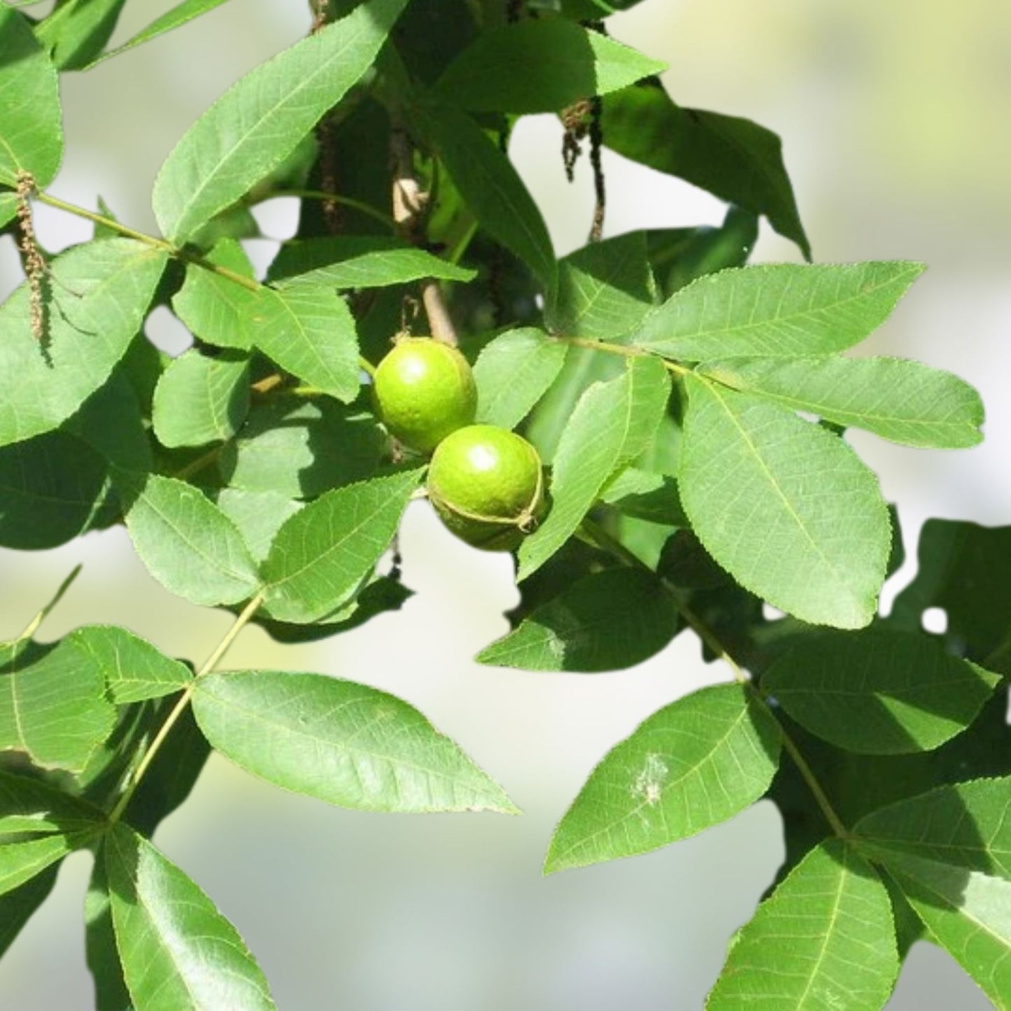 Mixed Hickory Tree Live Plant 8-12 Inches – Bitternut, Shellbark, Black, Pignut Carya spp. Freshly Dug for Optimal Growth