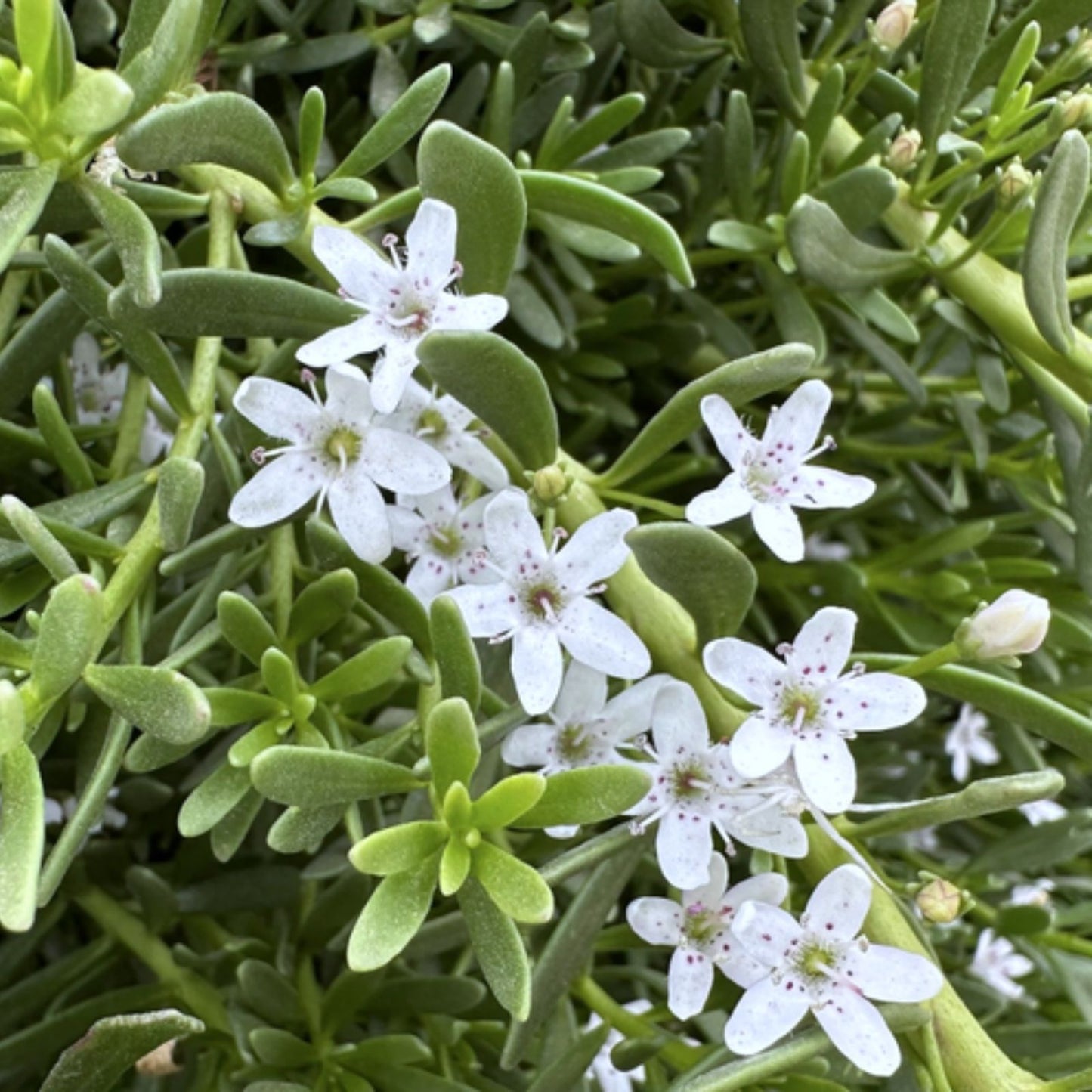 Creeping Boobialla Cuttings - 10 Myoporum Parvifolium Native Myrtle Ground Cover Plants
