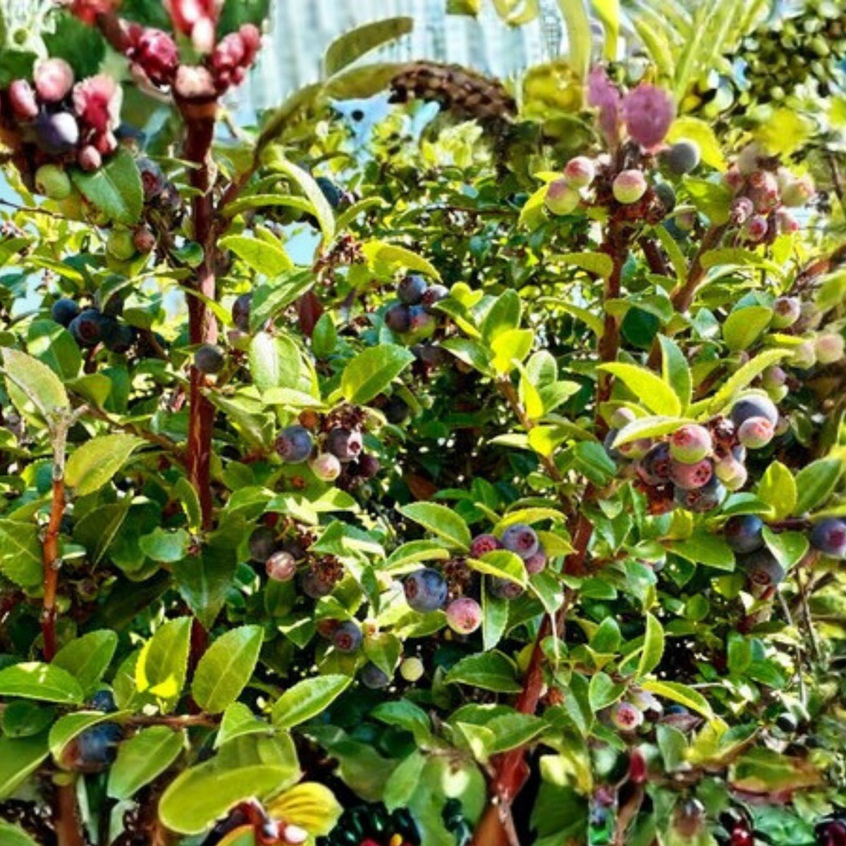 Dusk Huckleberry Seeds 125/300/500 Non-GMO Edible Berry Plant Vaccinium deliciosum Flower Seeds
