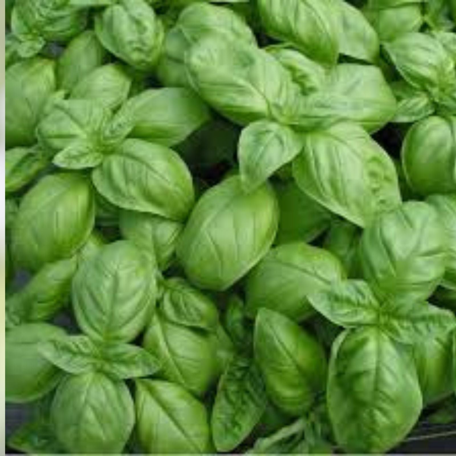 Bushel Buster Bell Sweet Pepper Seeds – Green Capsicum annuum, Non-California Shipping, Set of 50+ Seeds