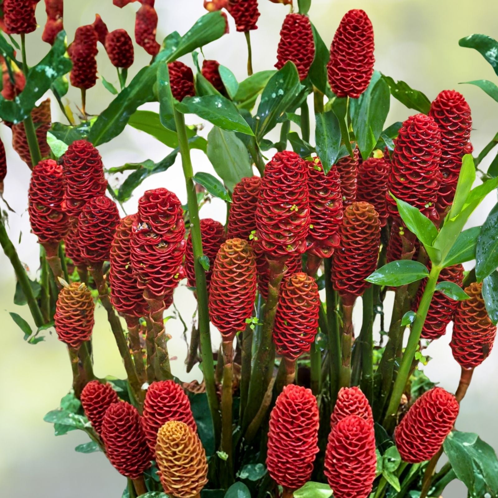 Shampoo Ginger Rhizomes - 2 Pine Cone Ginger Plants, Zingiber zerumbet, Easy to Grow, Tropical Perennial