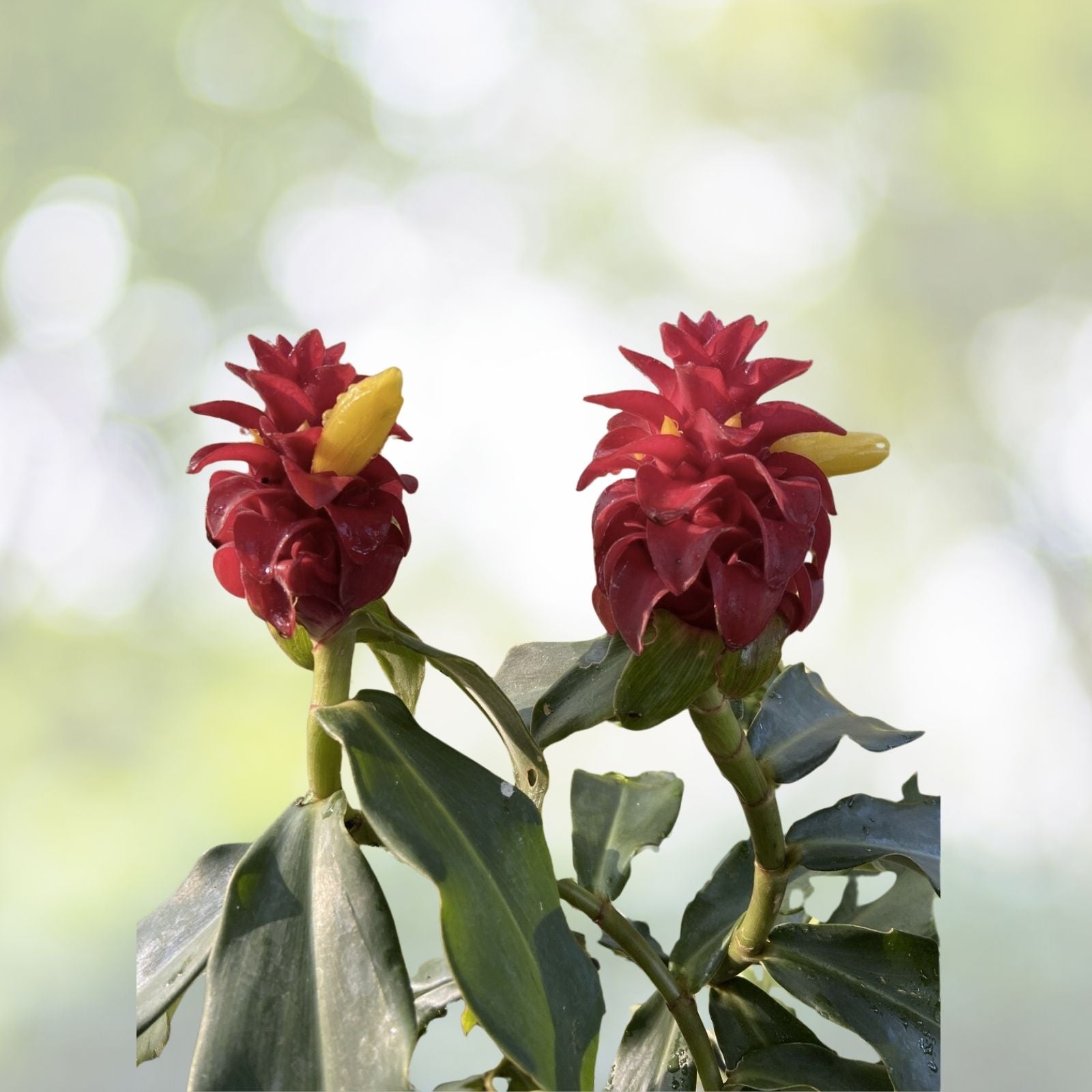Crepe Ginger Seeds - 5 Rare Ornate Tropical Seeds - Costus Speciosus - Free Shipping
