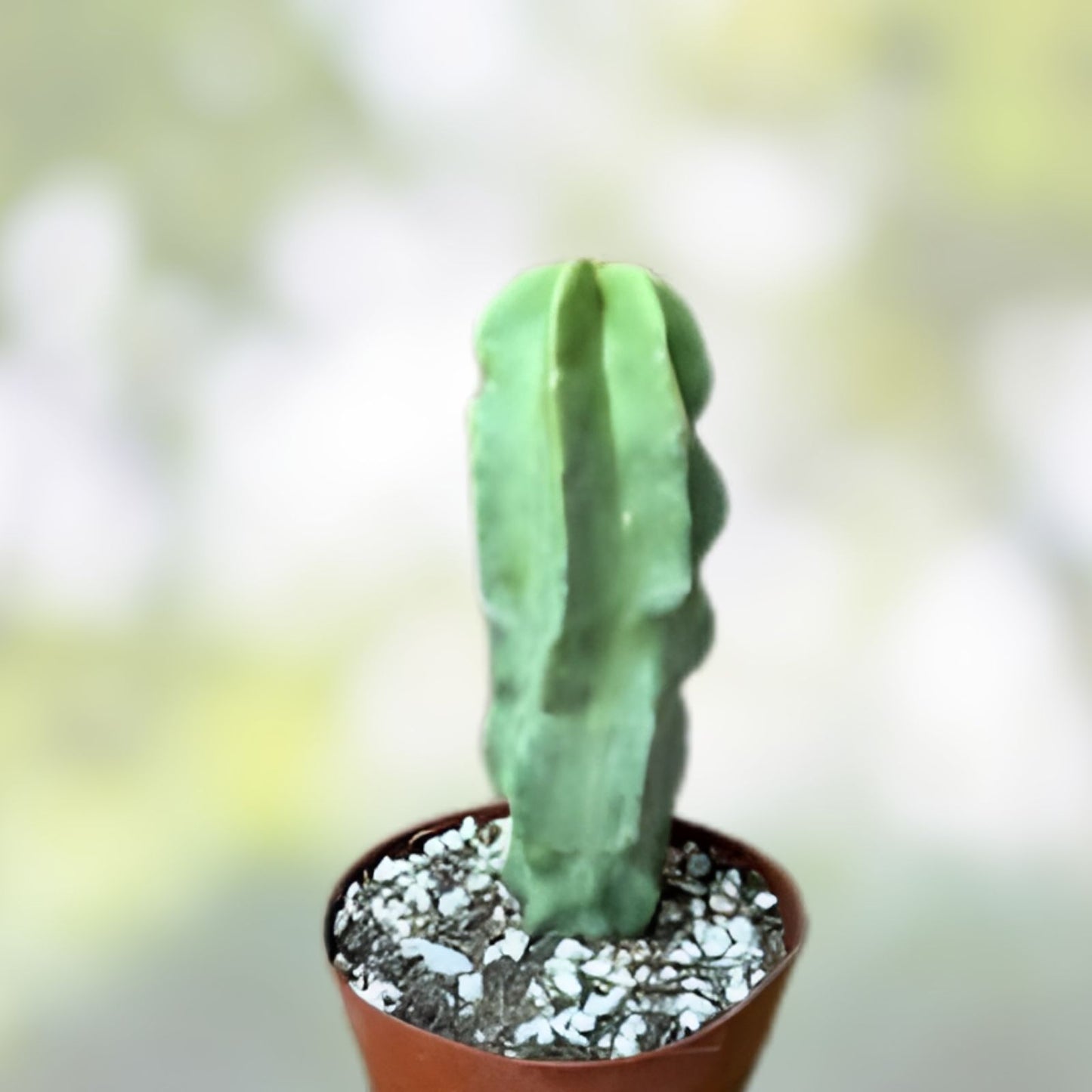 Totem Pole Cactus Cutting - 3ft Rare Exotic Succulent - Unique Indoor/Outdoor Decor - Lophocereus schottii