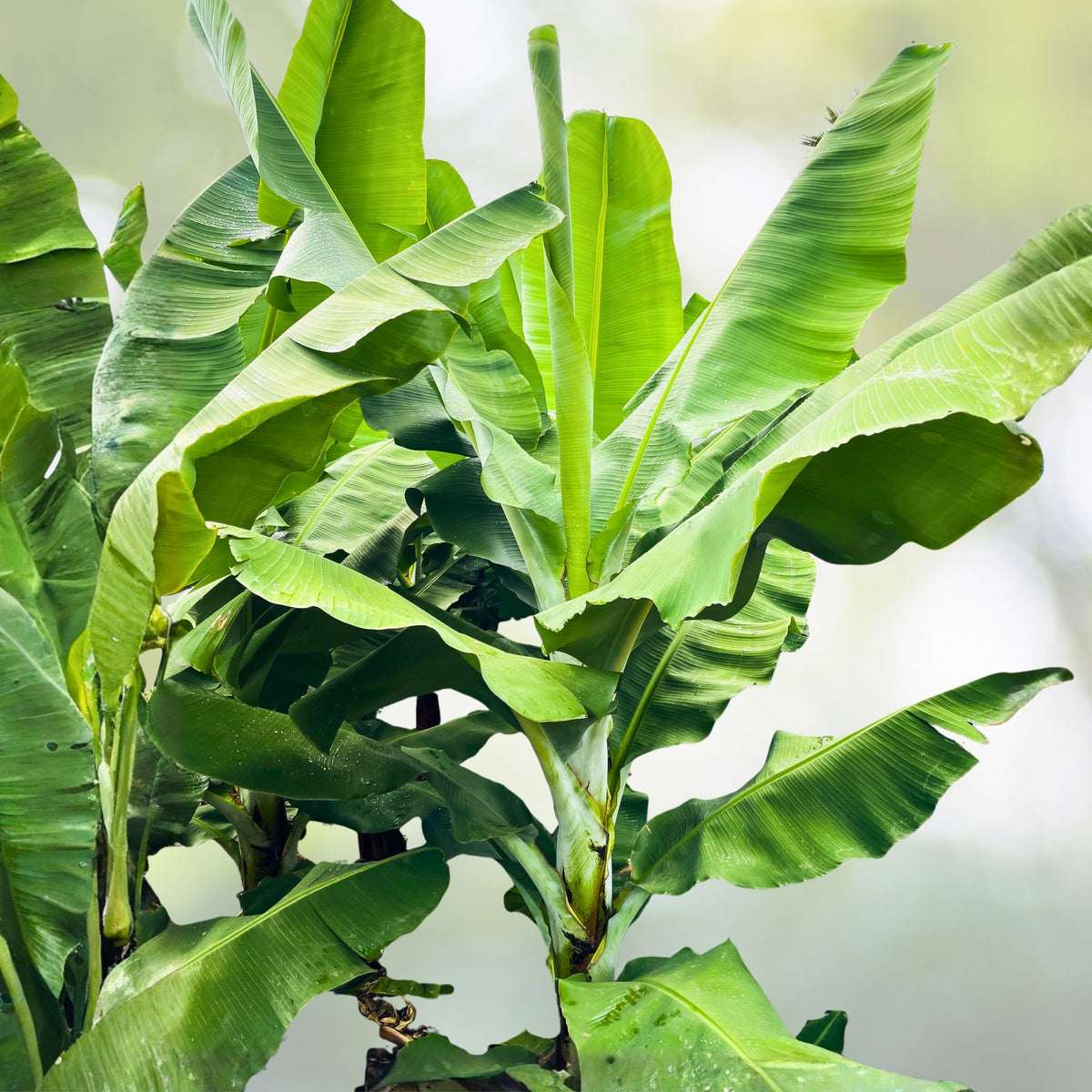 Banana Tree Starter Plant - 3 Gran Nain - Dwarf Fruit Tree - Musa acuminata - Sweet Bananas for Garden or Pots