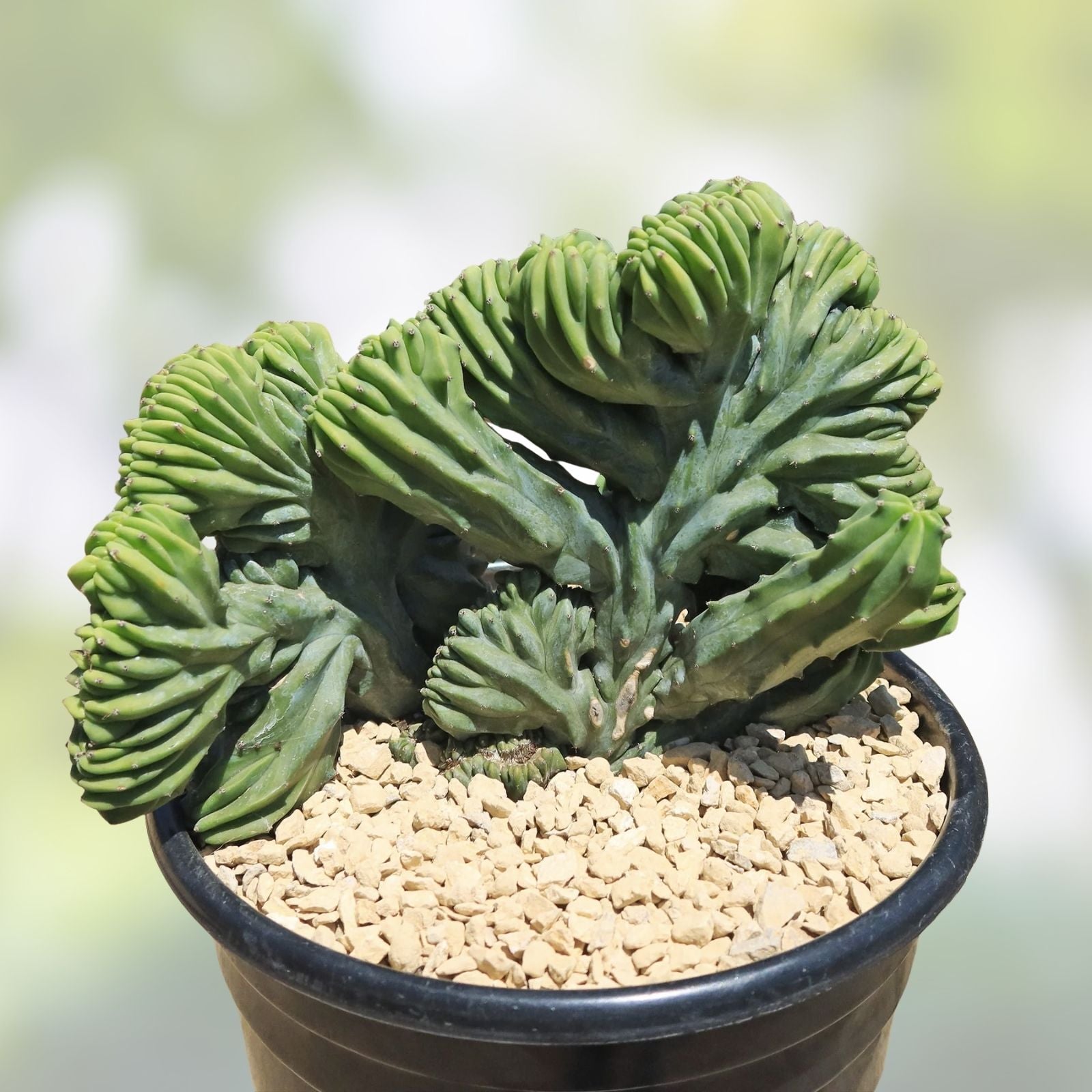 Crested Cactus Bare Root Succulent Plant 8-9" Myrtillocactus Geometrizans Unique Variegated Aloe