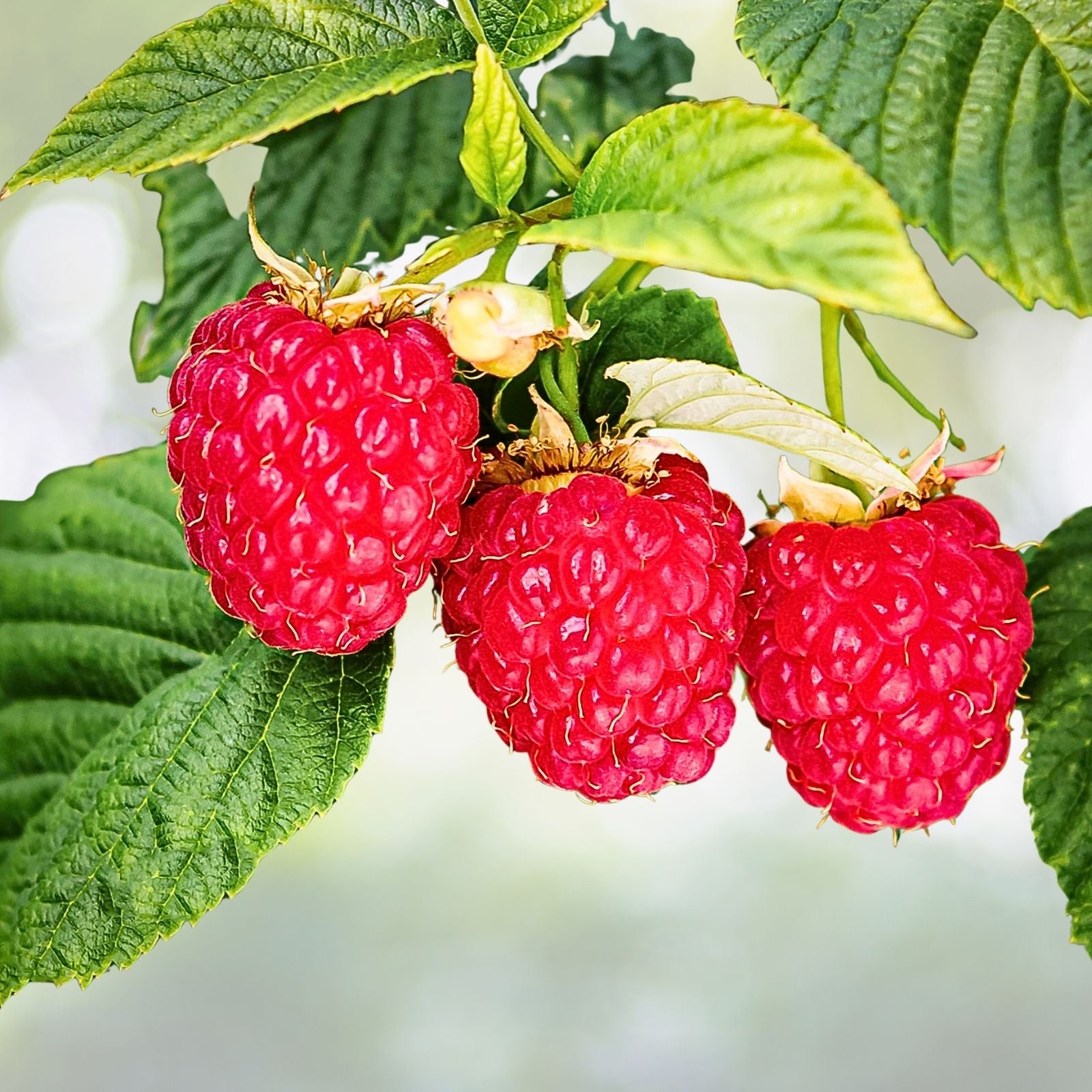 Boyne Early Season Red Raspberry Potted Plants - 1-2 Years - Rubus idaeus - Fruit Bearing Variety for Home Garden