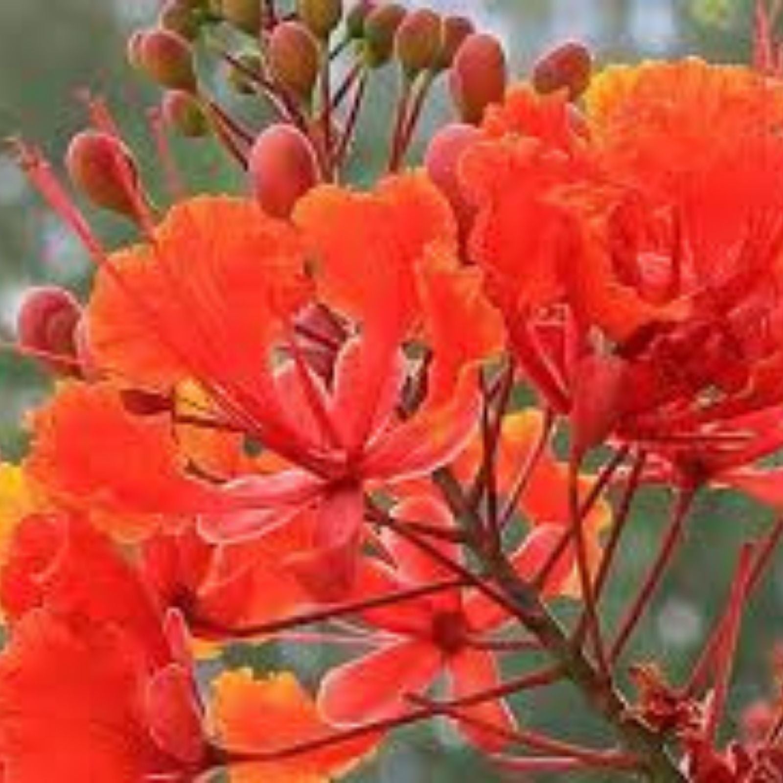 Red Bird of Paradise Flower Seeds - 15 Seeds - Caesalpinia pulcherrima - Tropical Ornamental Planting Seeds for Garden and Landscape