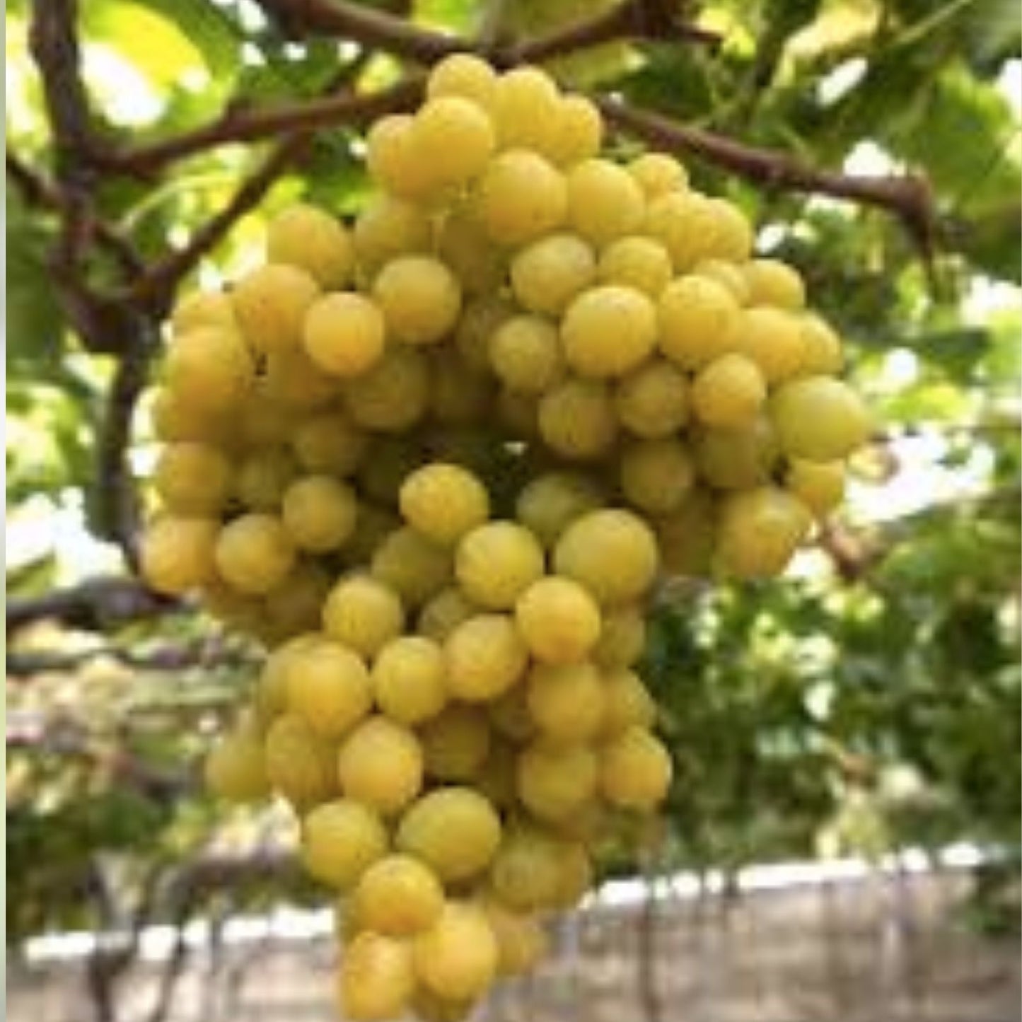 Cotton Candy Grape Cuttings - 3 Rooting or Grafting Vitis vinifera, Sweet, Juicy, Fruit Plant Propagation