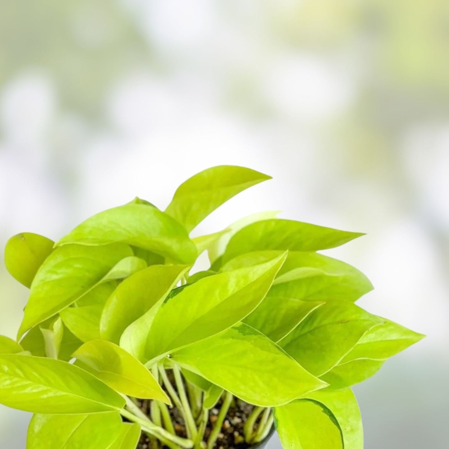 Rooted Neon Pothos Plant 2.5" Pot Epipremnum aureum Indoor Houseplant Live Greenery Easy Care