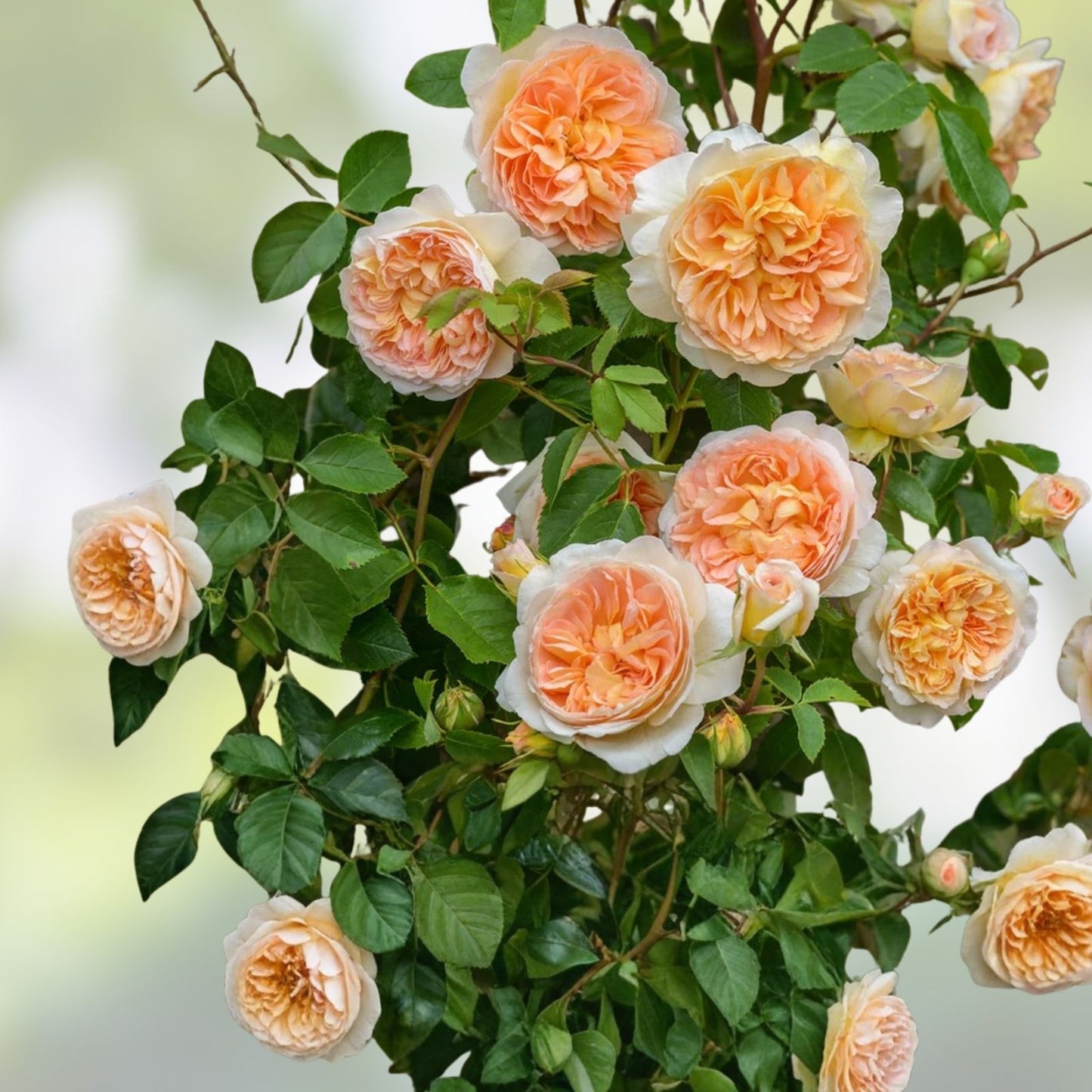 Bathsheba Live Rose Cuttings – 5-8" David Austin Rose Unrooted Fresh Cuttings for Gardening
