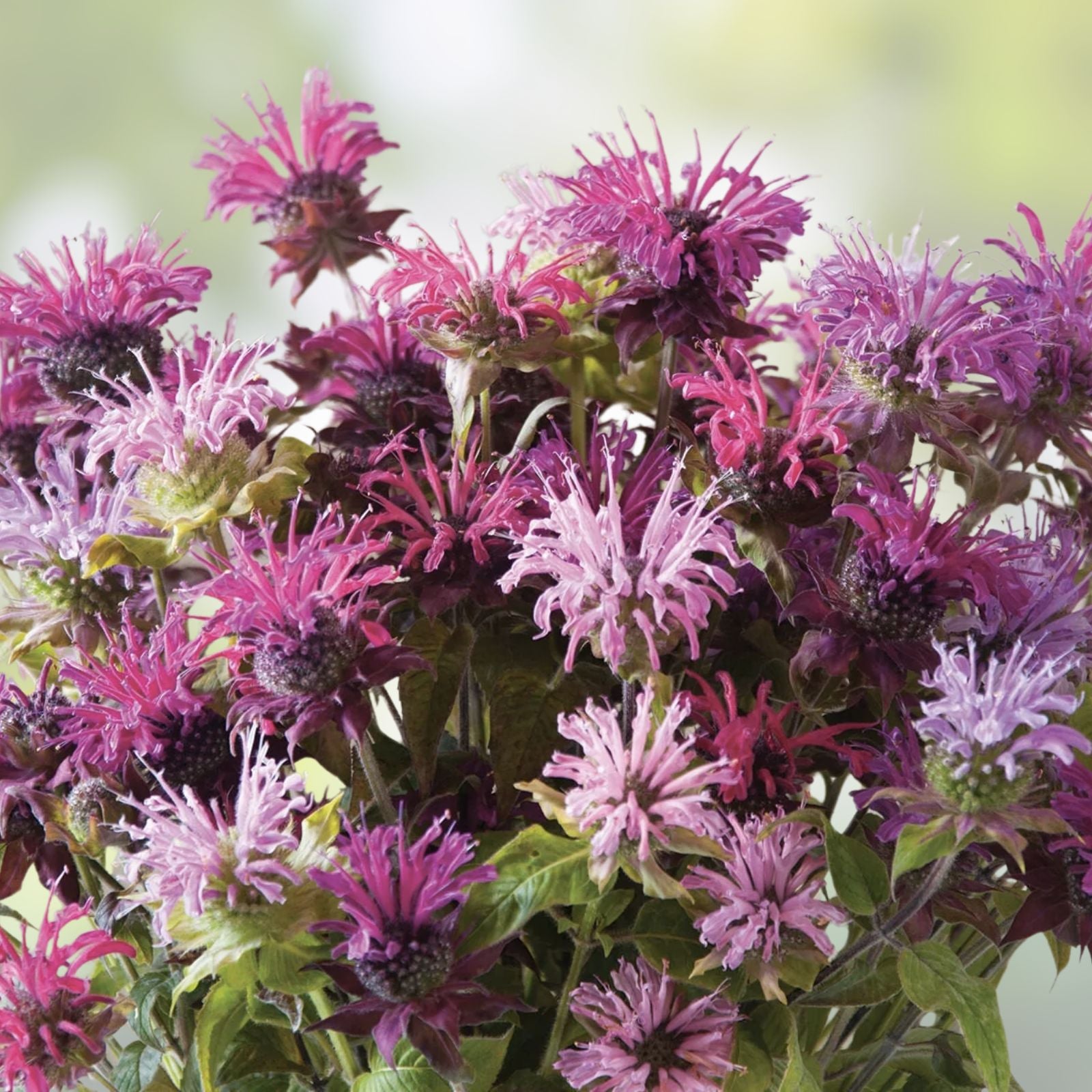 Bee Balm Seeds 50 Pack Monarda Didyma Native Pollinator Plant Mixed Colors for Garden, Butterfly, and Bee Attractant