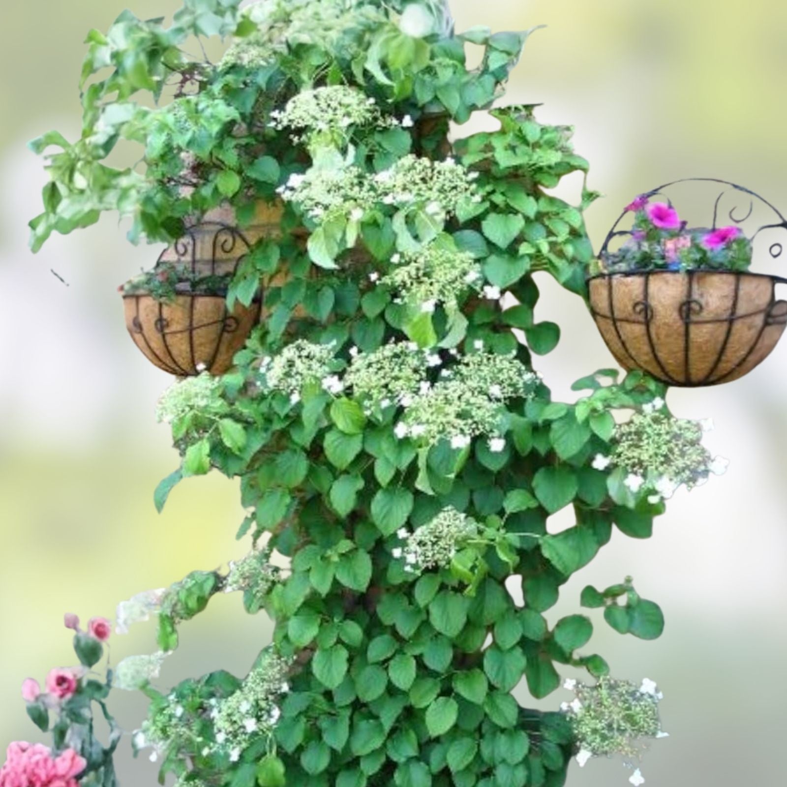 Climbing Hydrangea Seeds 50 Count, Vining Flower Bush, Creeping Hedge Shrub, Hydrangea anomala subsp. petiolaris