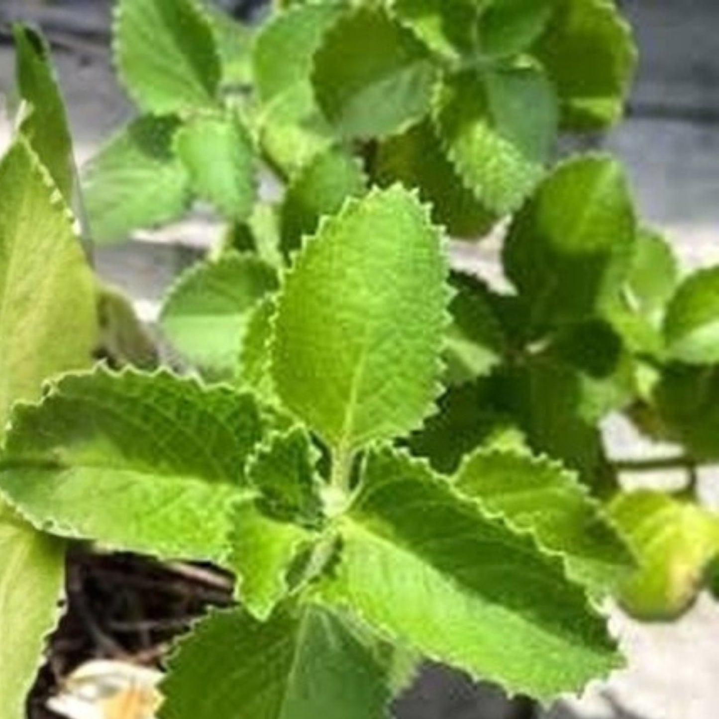 Cuban Oregano Cuttings - 2 Live Plants - Plectranthus amboinicus - Fresh Culinary Herb for Cooking and Gardening