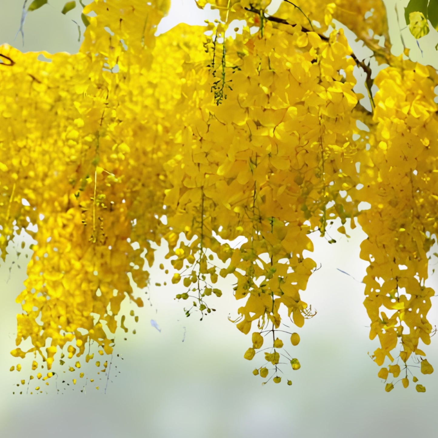 Golden Shower Tree Seeds 10 Pack   Cassia fistula   Bright Yellow Weeping Bloom for Planting