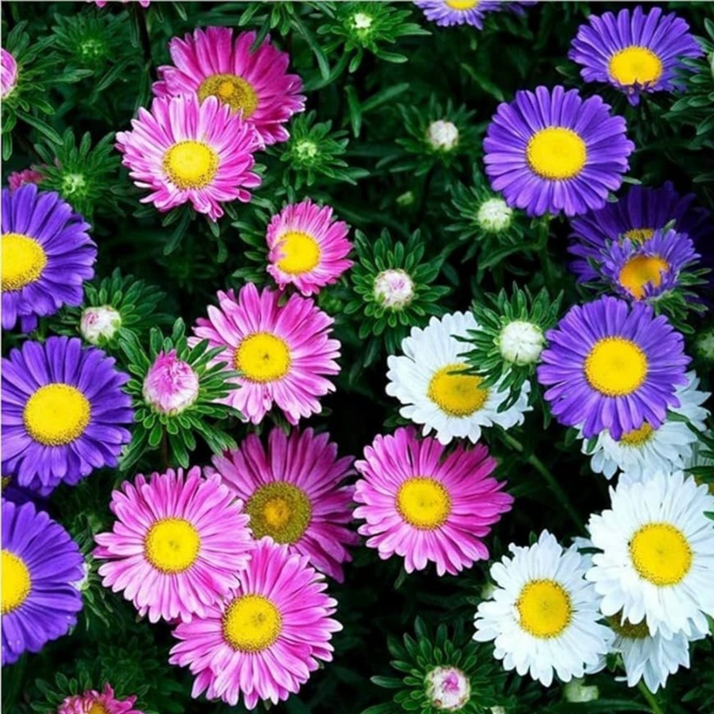 Aster Flower Seeds 100 Pack – Beautiful Annual Cut Flower – Aster spp. – Garden Flower Seeds for Planting