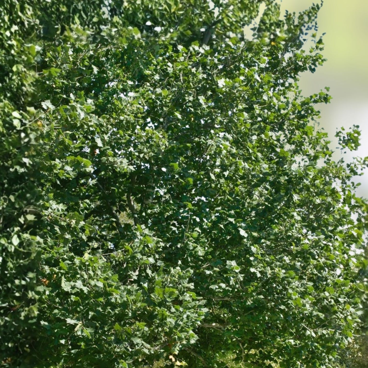 Sycamore Tree Bare Root Live Plant 18+ Inches Deciduous Shade Tree Platanus occidentalis