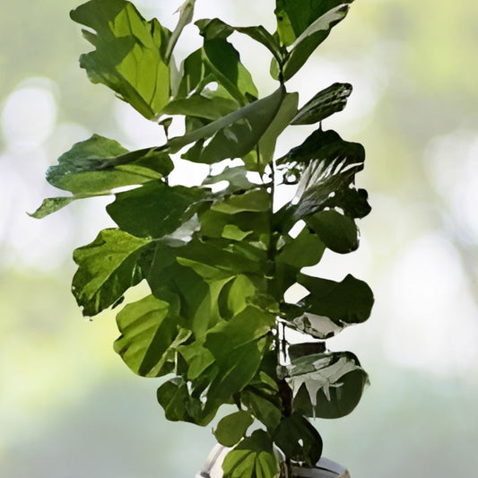 Fiddle Leaf Fig Plant 10" Pot | Ficus lyrata | Tropical Indoor Houseplant for Bright Spaces