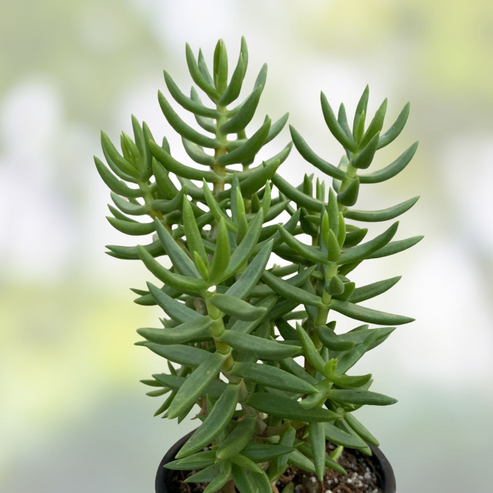 Mini Pine Tree Cuttings 4 Pack, Succulent Bonsai, Indoor Gardening, Pinus spp.