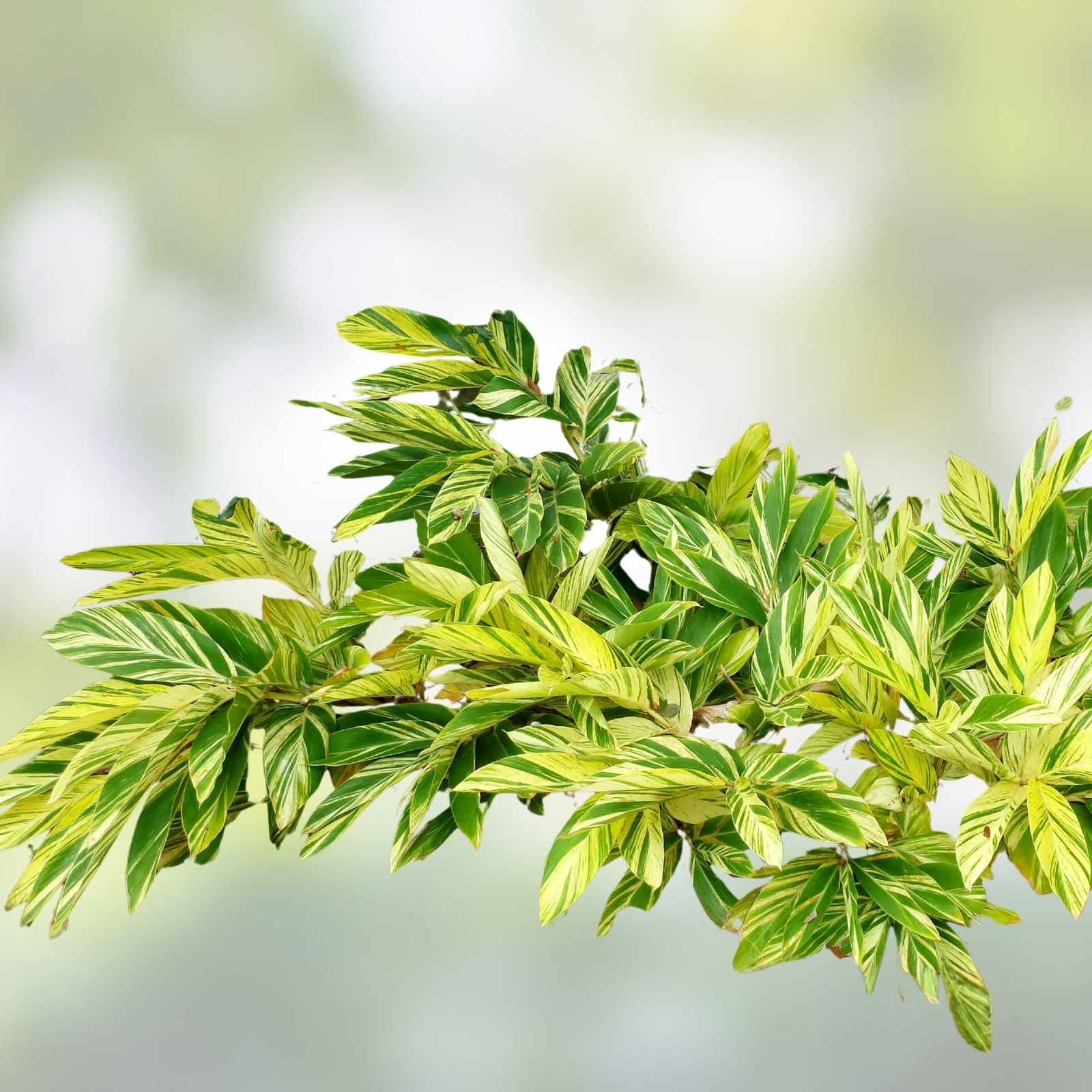 Variegated Ginger Rooted Cutting - Alpinia zerumbet - Tropical Houseplant with Stunning Foliage
