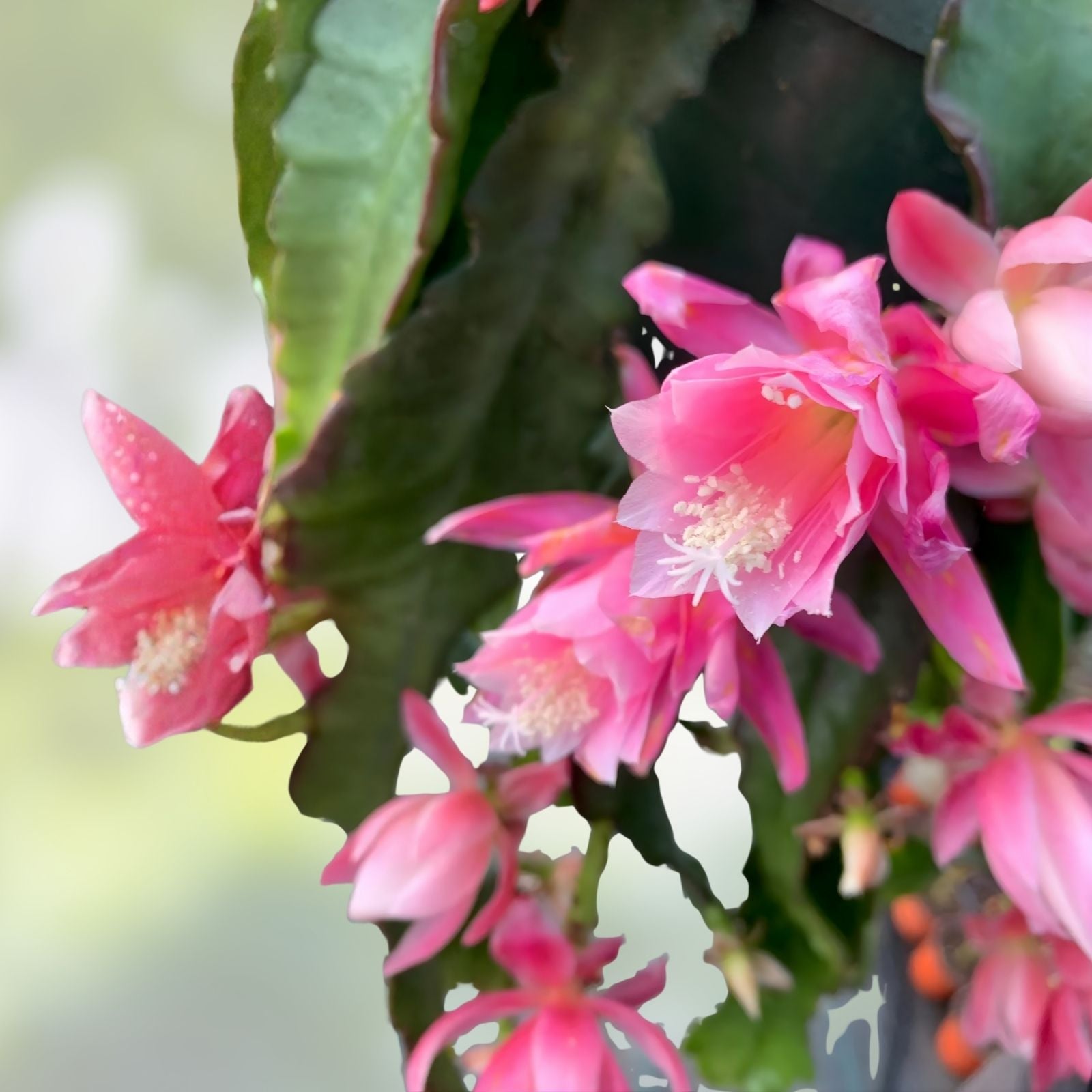 Epiphyllum Orchid Cactus Succulent Plant Ruth Kilbourne Variety Indoor Outdoor Houseplant