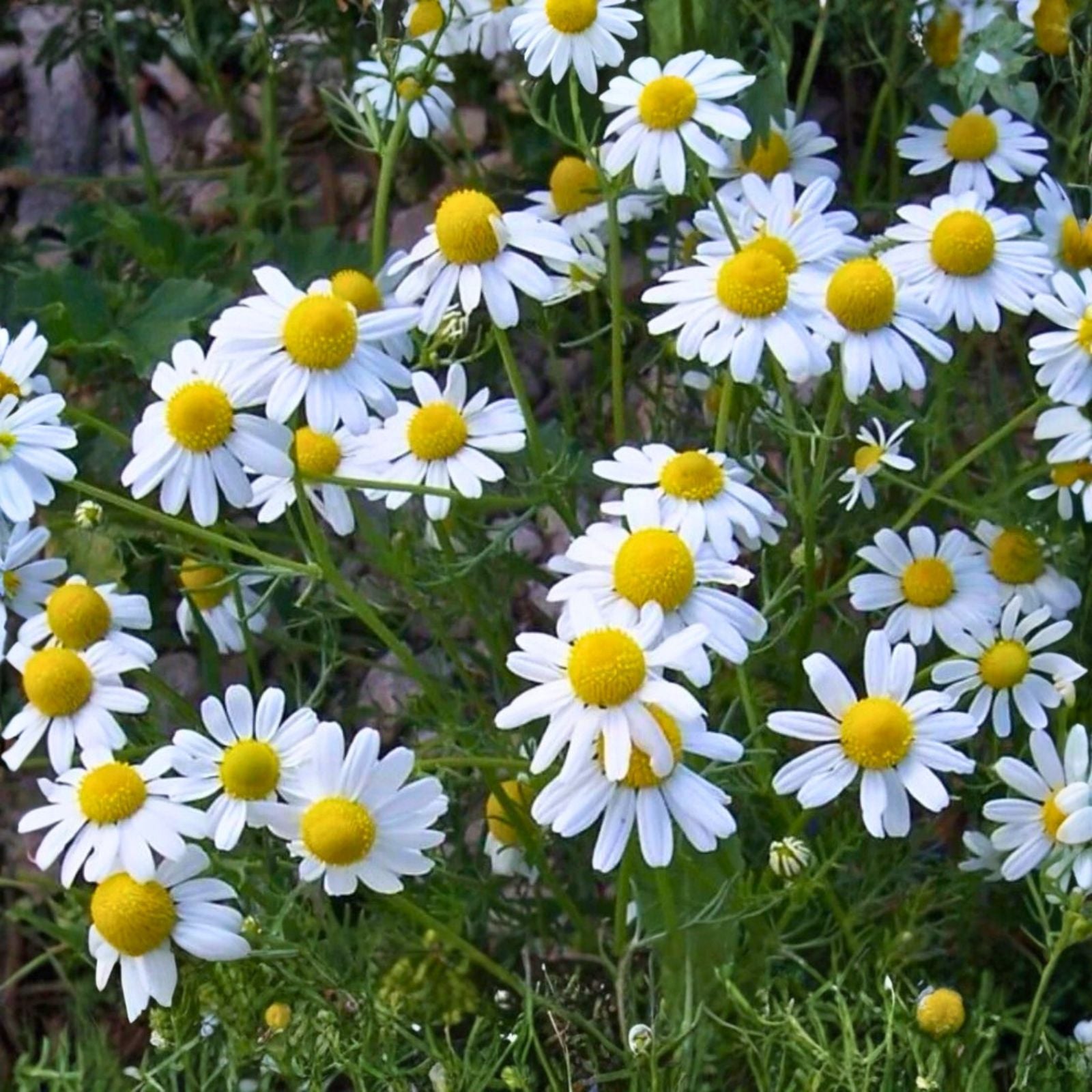 German Chamomile Seeds - Heirloom, NON-GMO, 1000+ Seeds, Matricaria chamomilla, Medicinal Herb, Organic Gardening, Flower Seeds