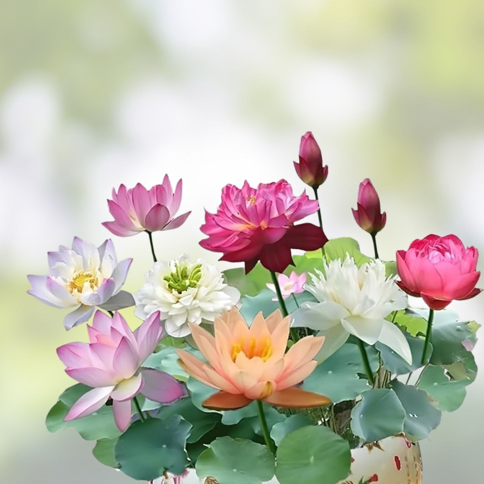 Bonsai Lotus Seeds for Planting, 10 Seeds, Aquatic Flowering Variety, Nelumbo nucifera