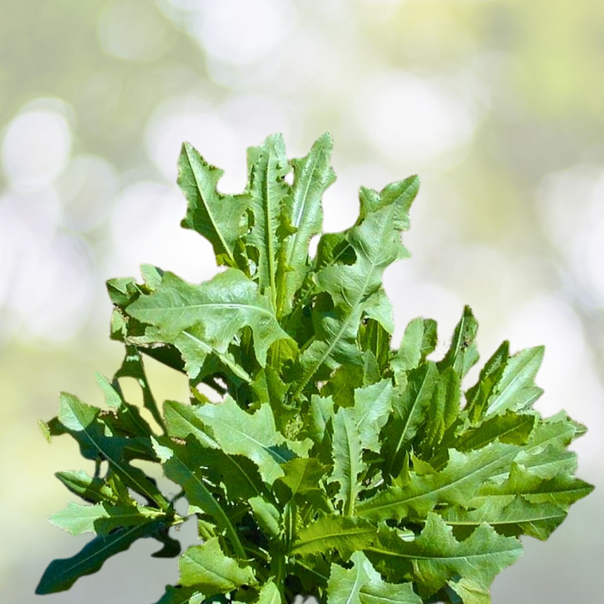 Wild Lettuce Plant 1M Live Organic Lactuca Virosa for Pain Relief - USA