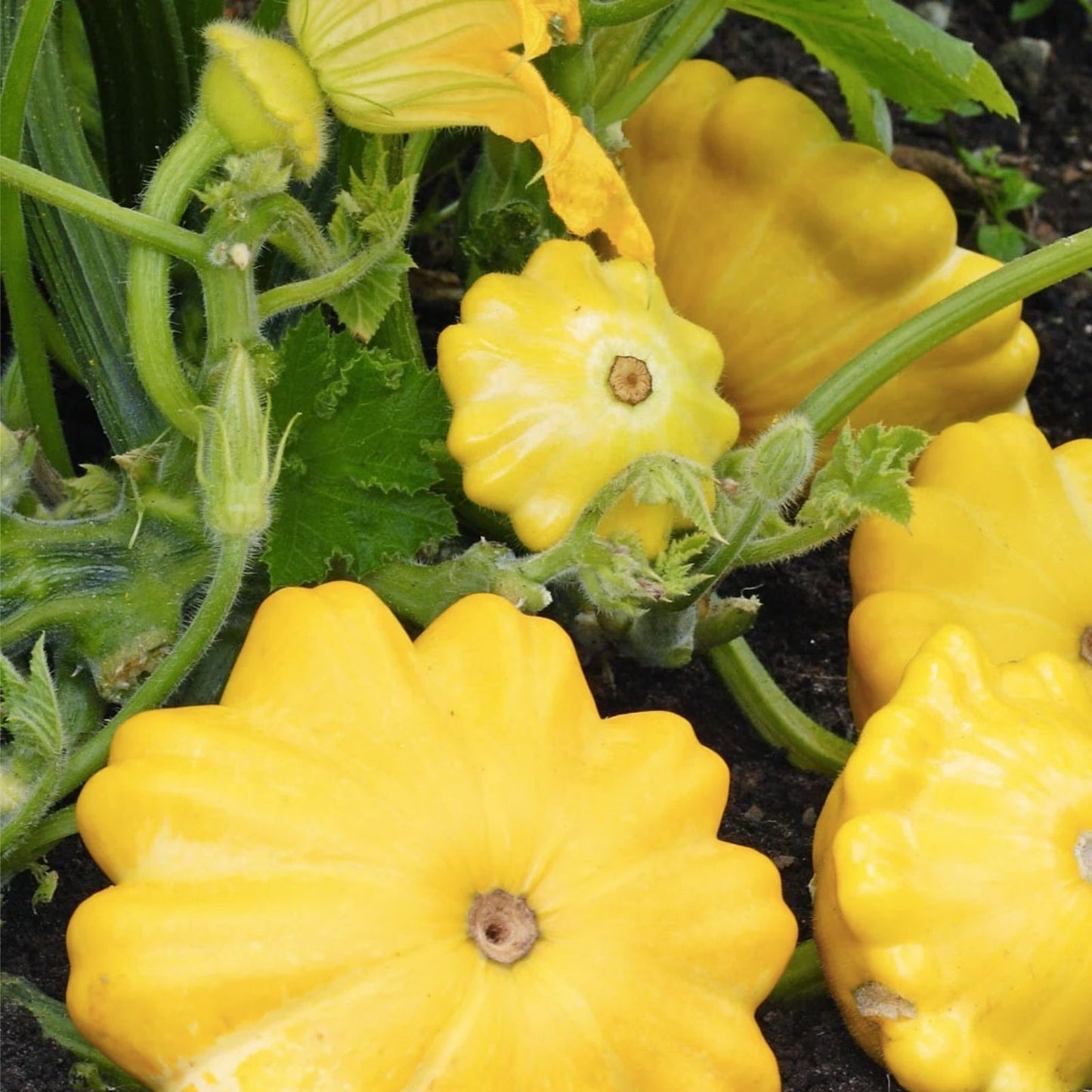 Scalloped Summer Squash Seeds - Mixed Color 10 Pack - Cucurbita pepo Heirloom Vegetable Garden Seeds