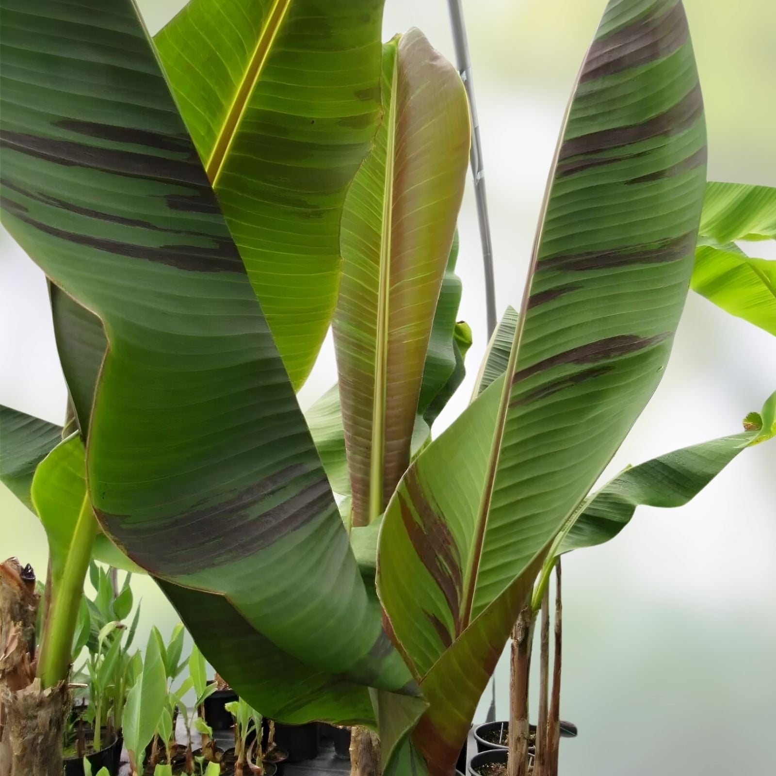 Small Rooted Starter Plant - Bordelon Banana Tree - Musa spp. - Tropical Indoor/Outdoor Plant