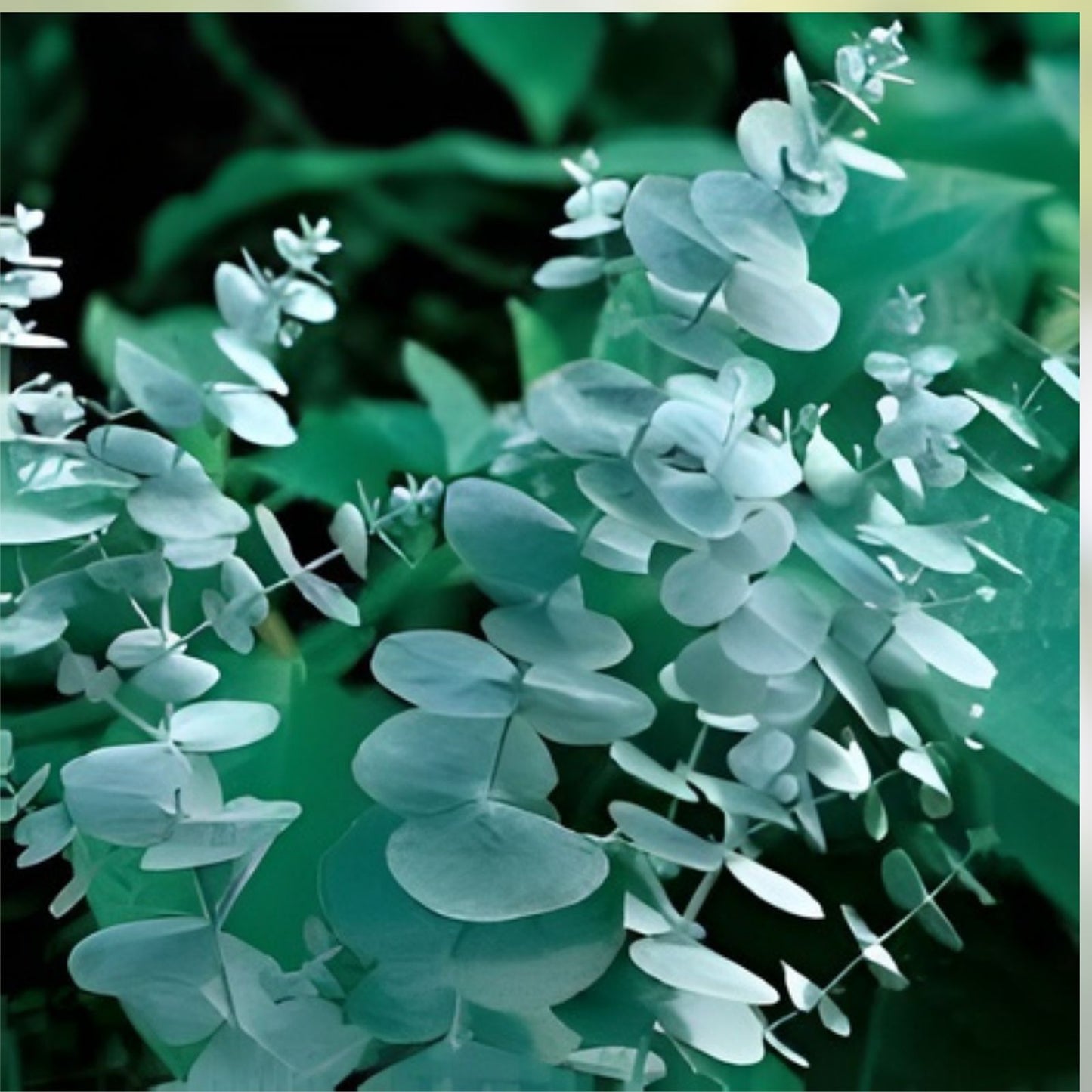 Eucalyptus Silver Dollar Seeds 250 Count - Aromatic Drought-Tolerant Eucalyptus cinerea for Gardens and Landscaping